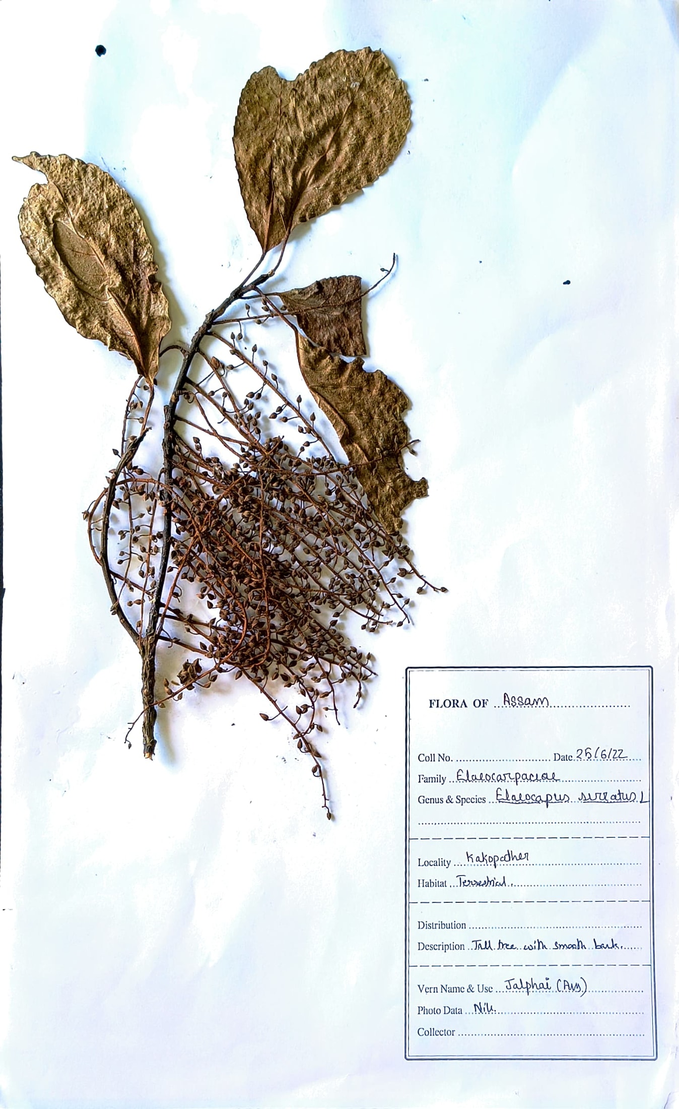 Elaeocarpus serratus L.