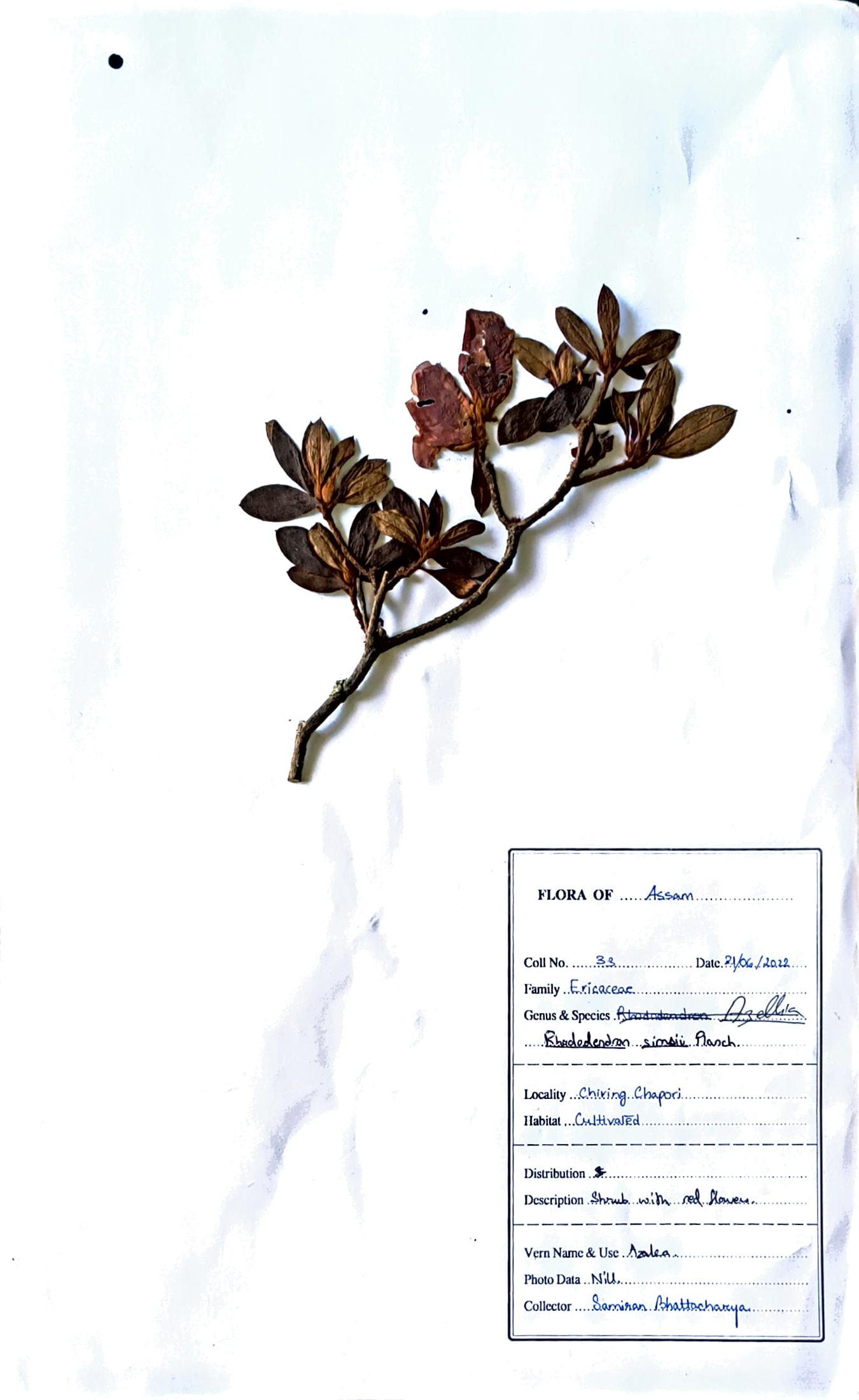 Rhododendron simsii Planch.