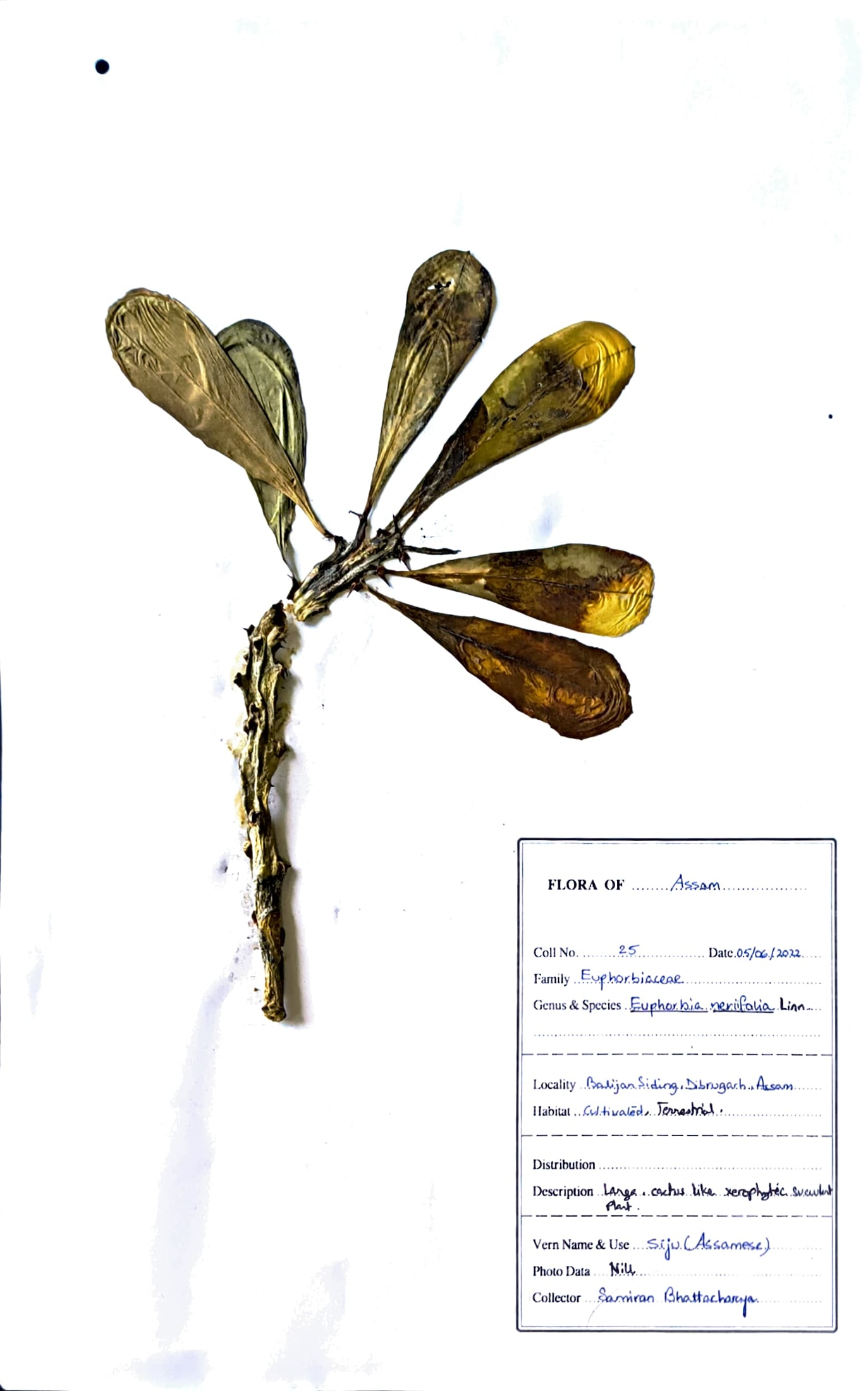 Euphorbia neriifolia Linn.