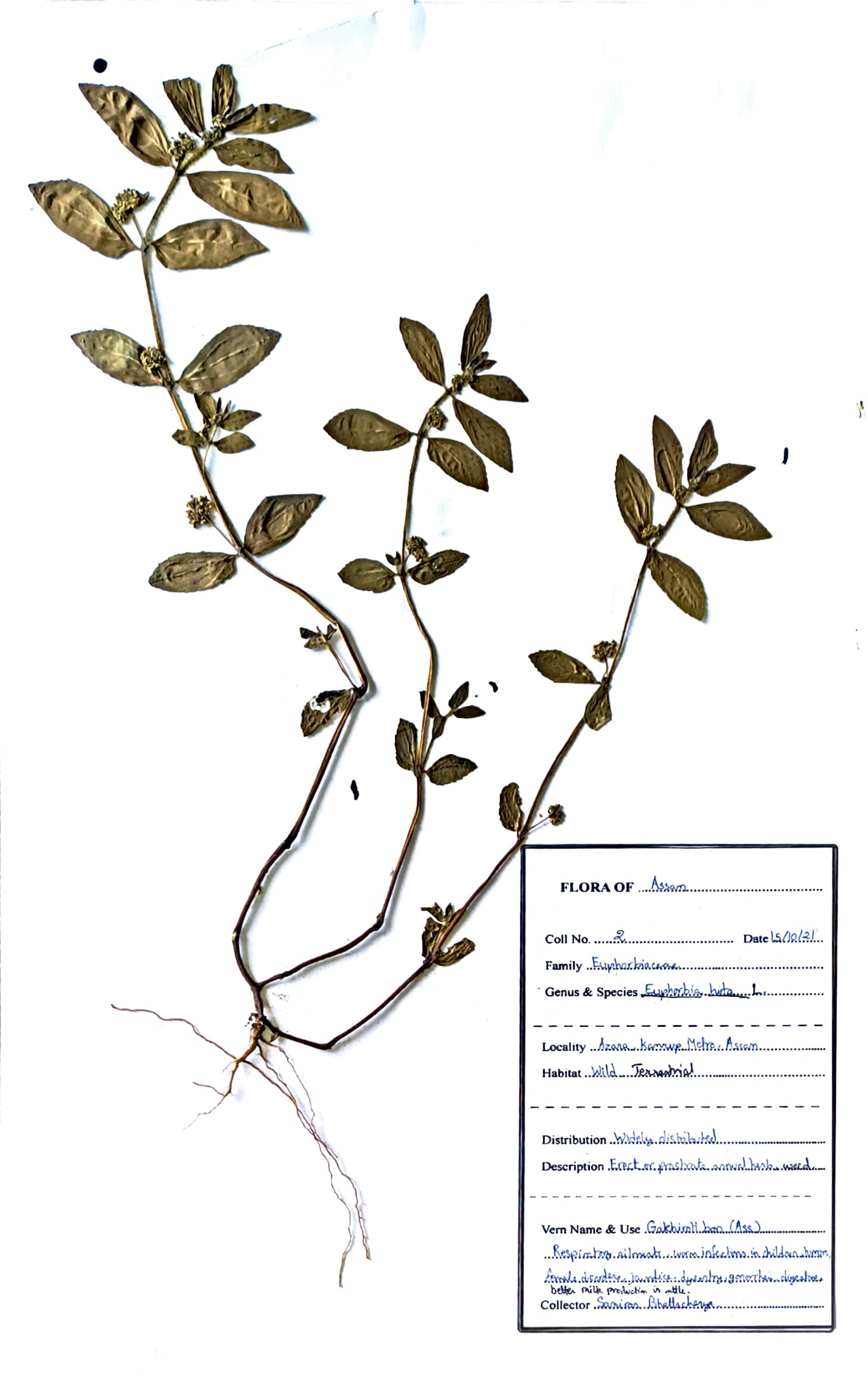 Euphorbia hirta L.