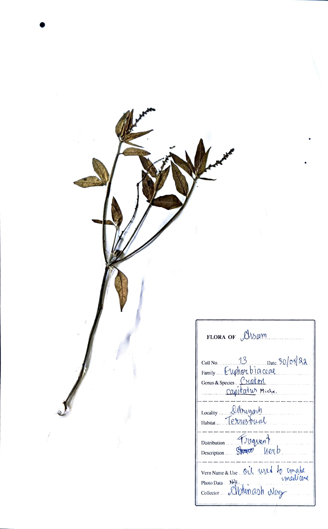 Croton capitatus Michx.