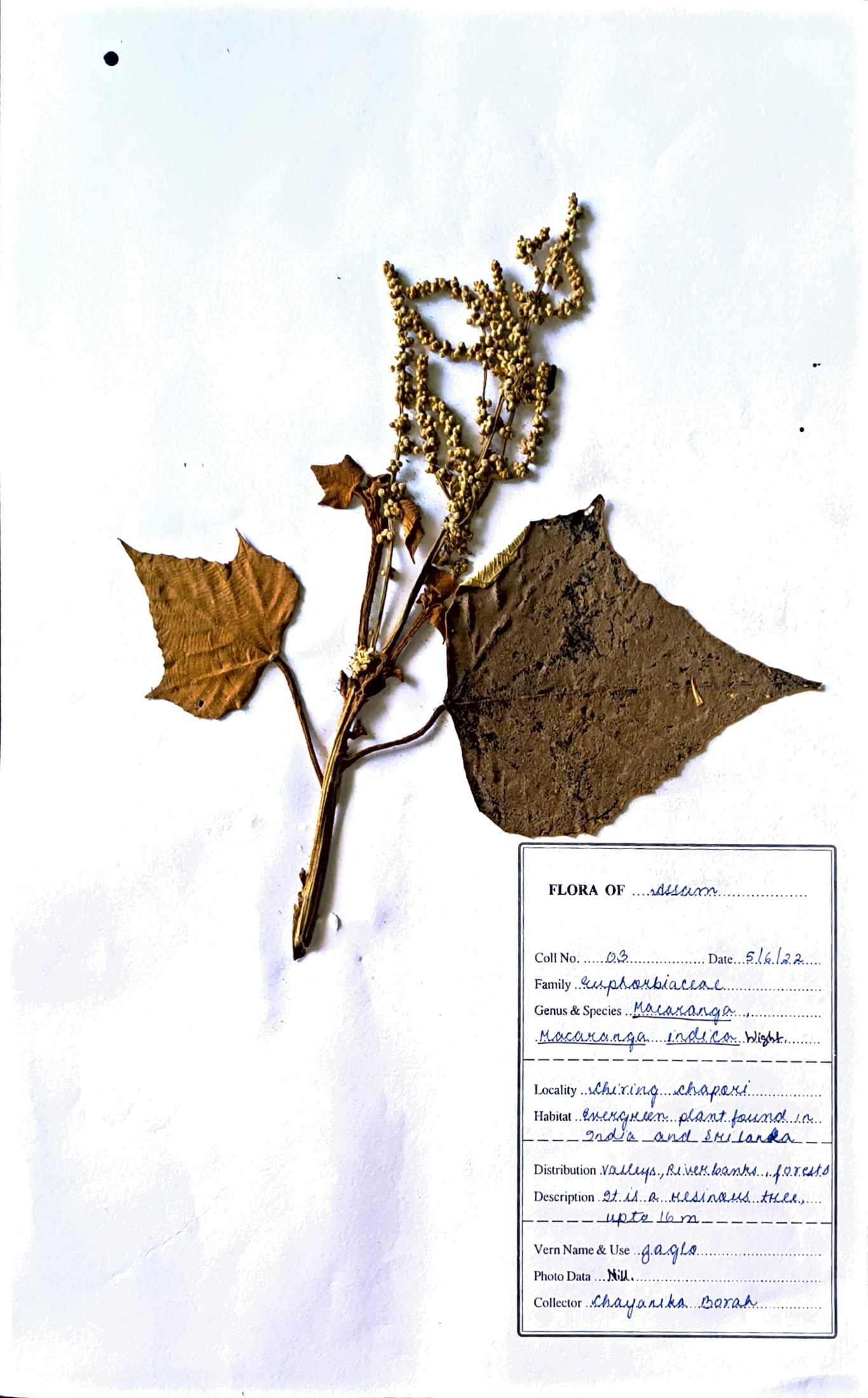 Macaranga indica Wight.