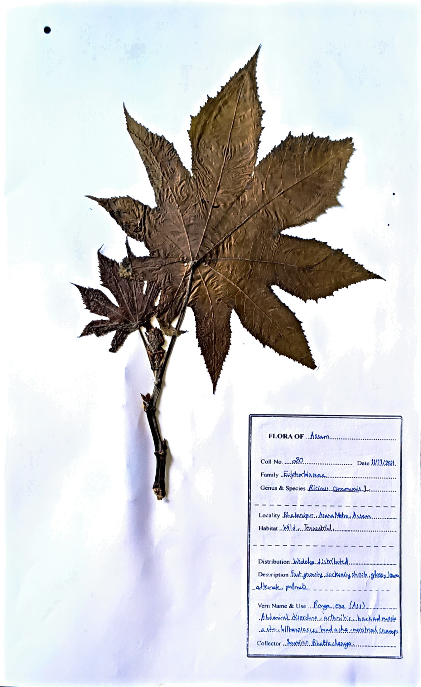 Ricinus communis L.