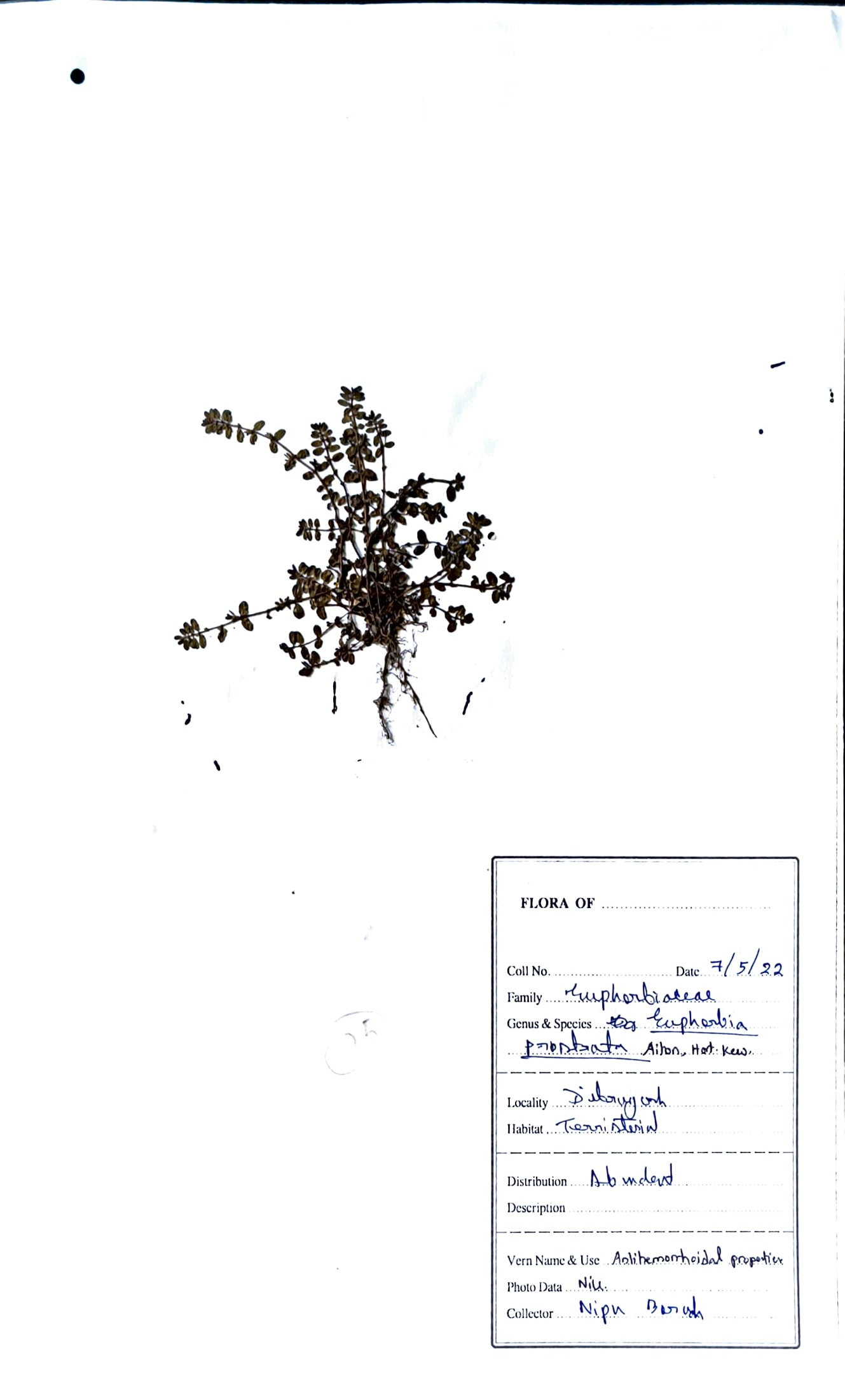 Euphorbia prostrata Aiton., (Hort.Kew.)