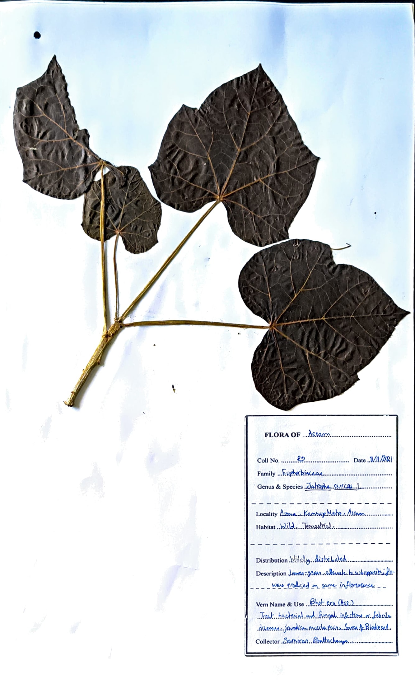 Jatropha curcus L.