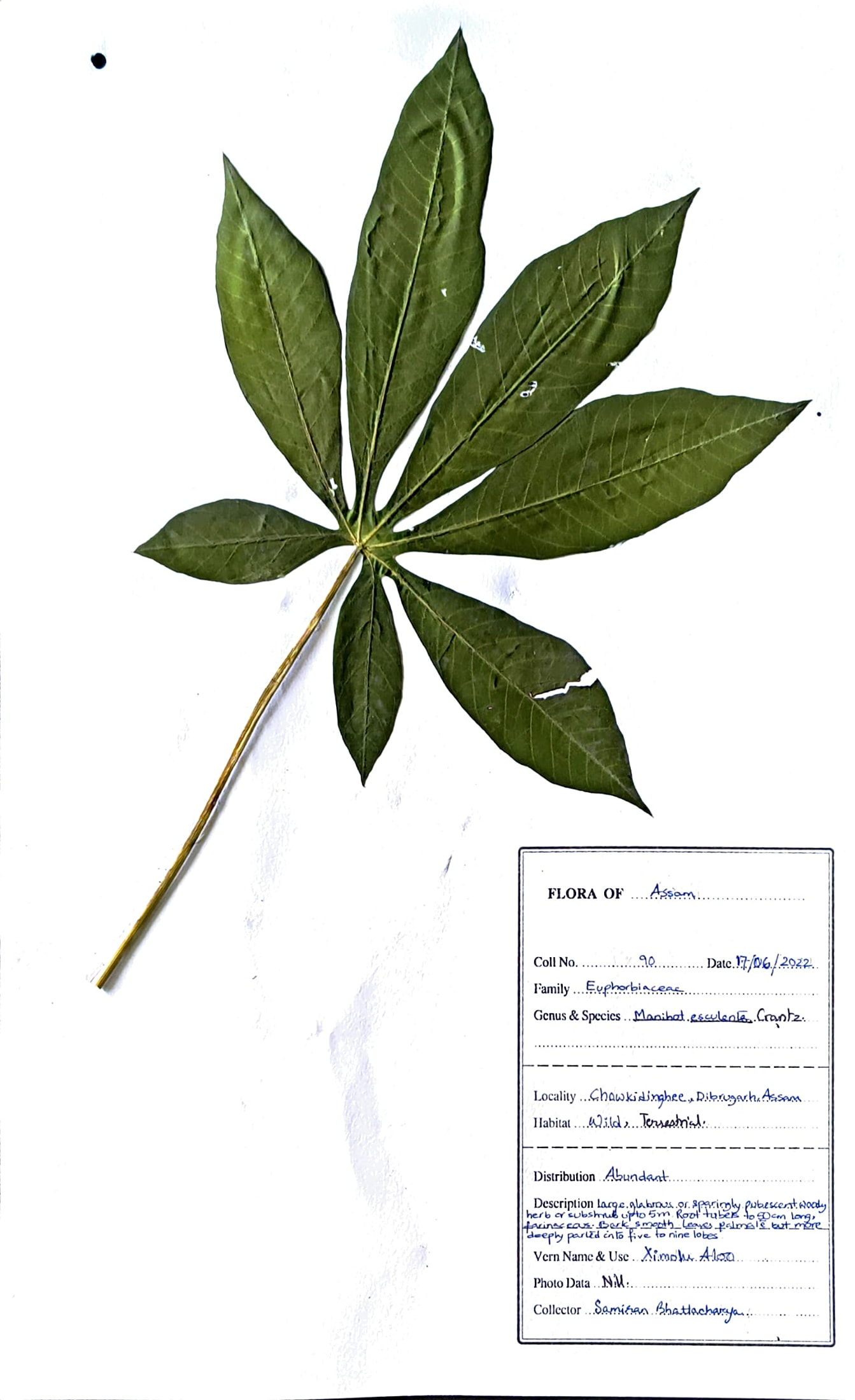 Manihot esculenta Crantz.