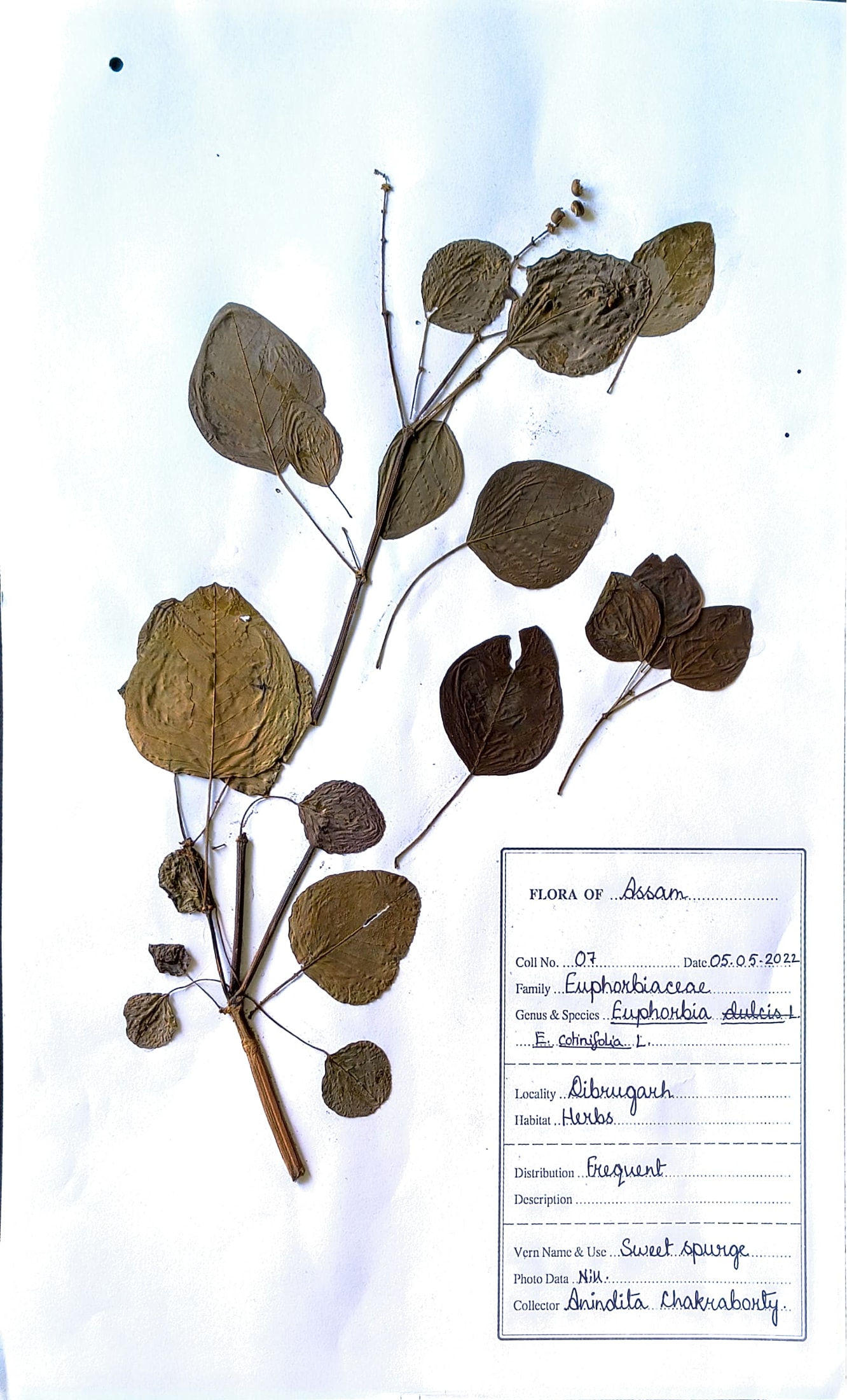 Euphorbia cotinifolia L.