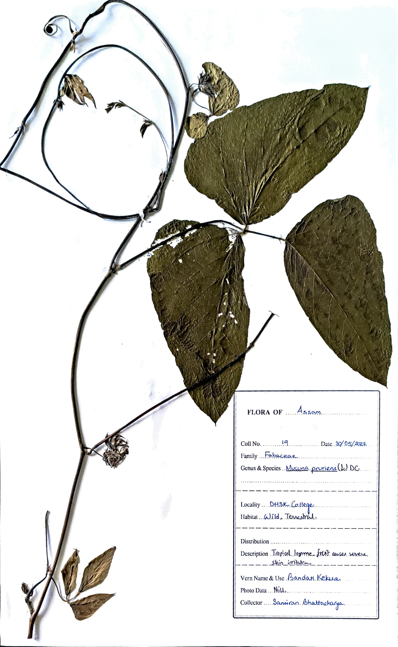 Mucuna pruriens (L.) DC.