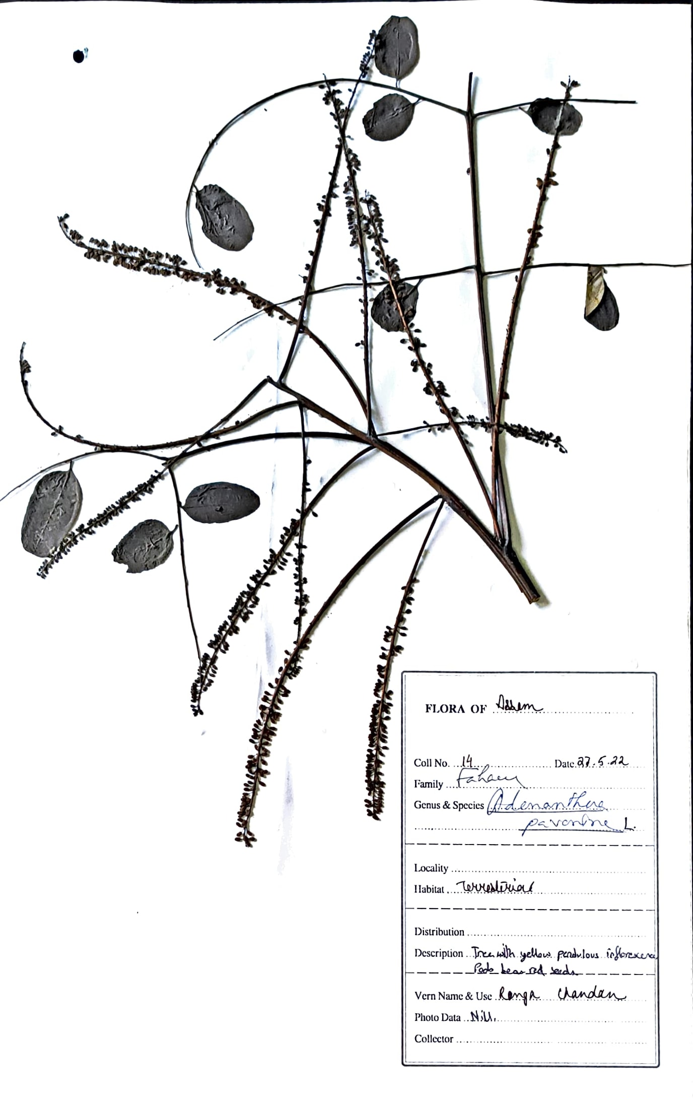 Adenanthera pavonina L.