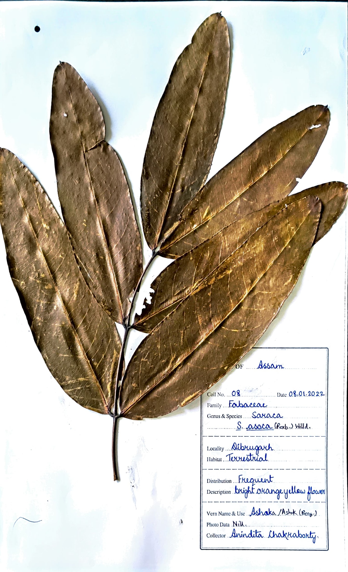 Saraca asoca (Roxb.) Willd.