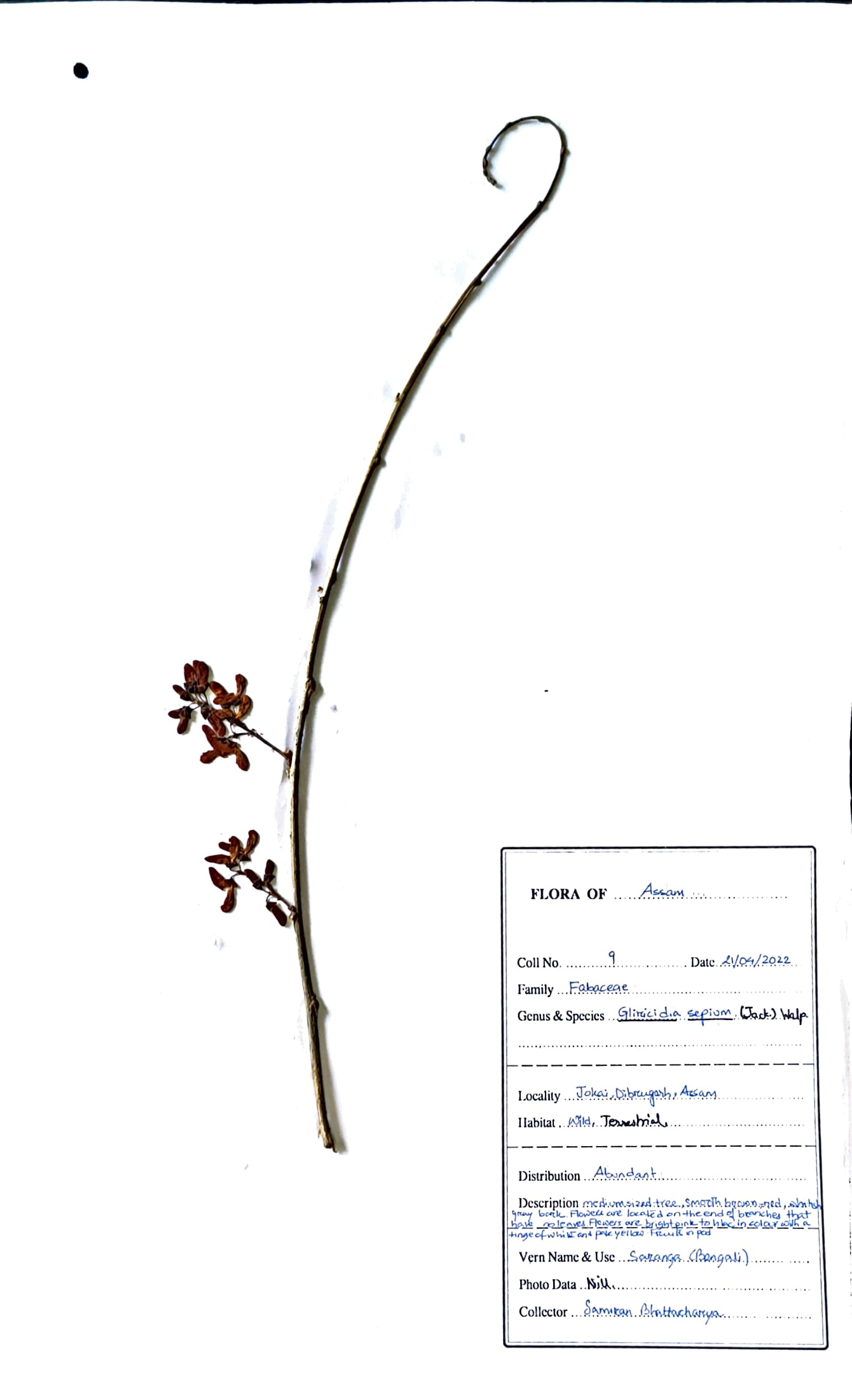 Gliricida sepium (Jack.) Walp.