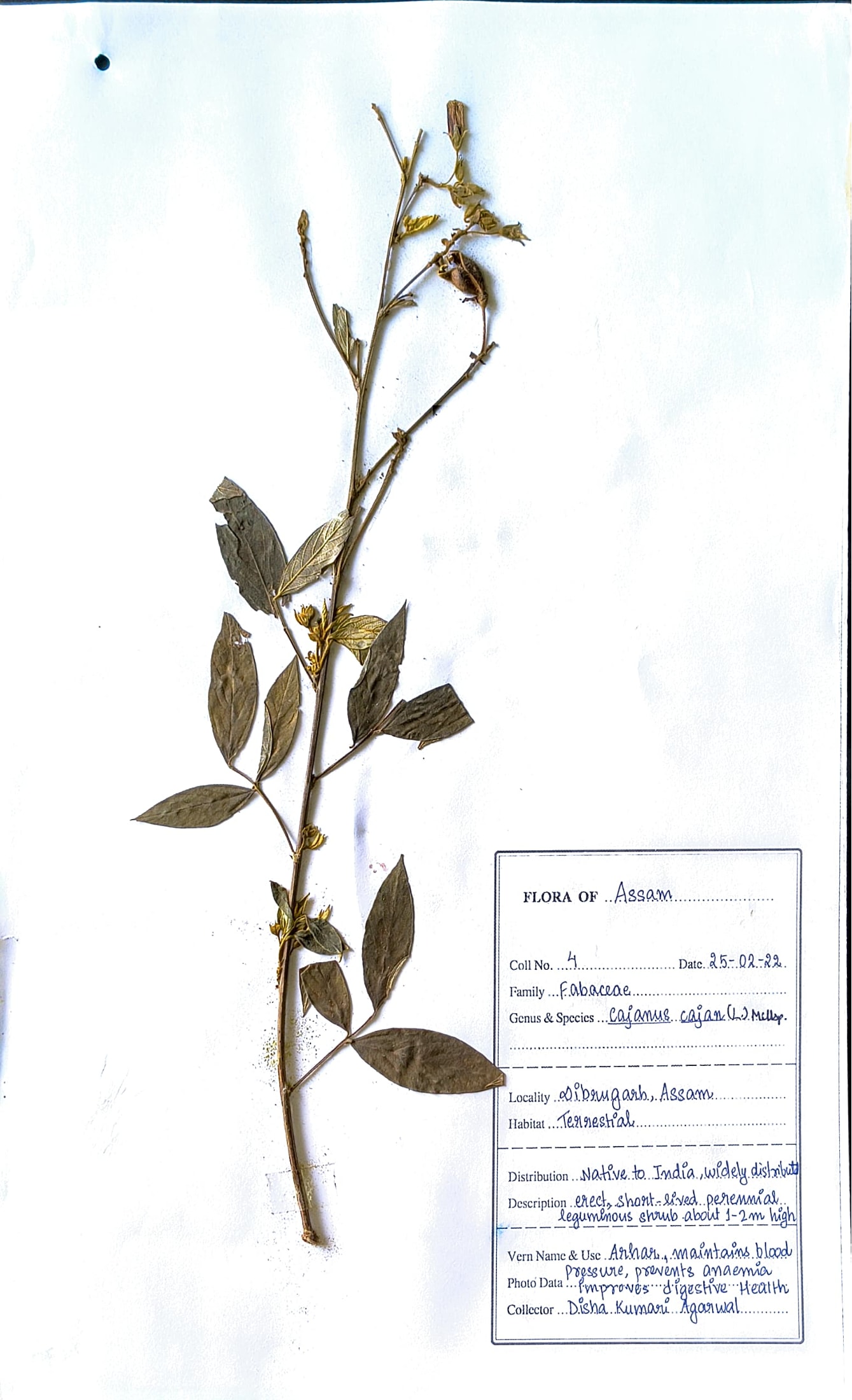 Cajanus cajan (L.) Millsp.