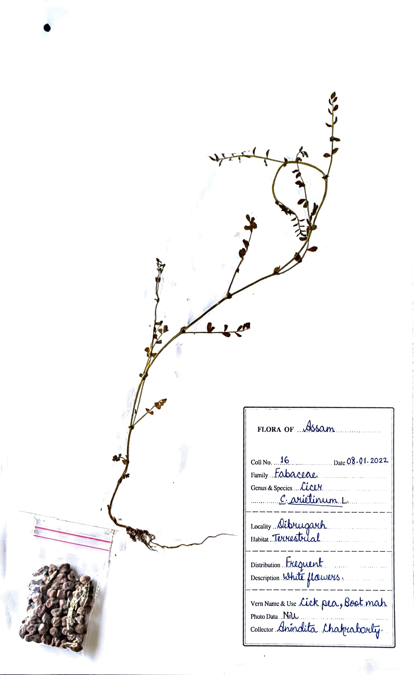 Cicer arietinum L.