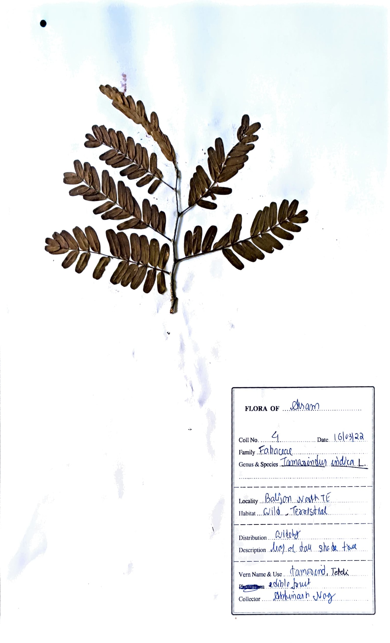 Tamarindus indica L.
