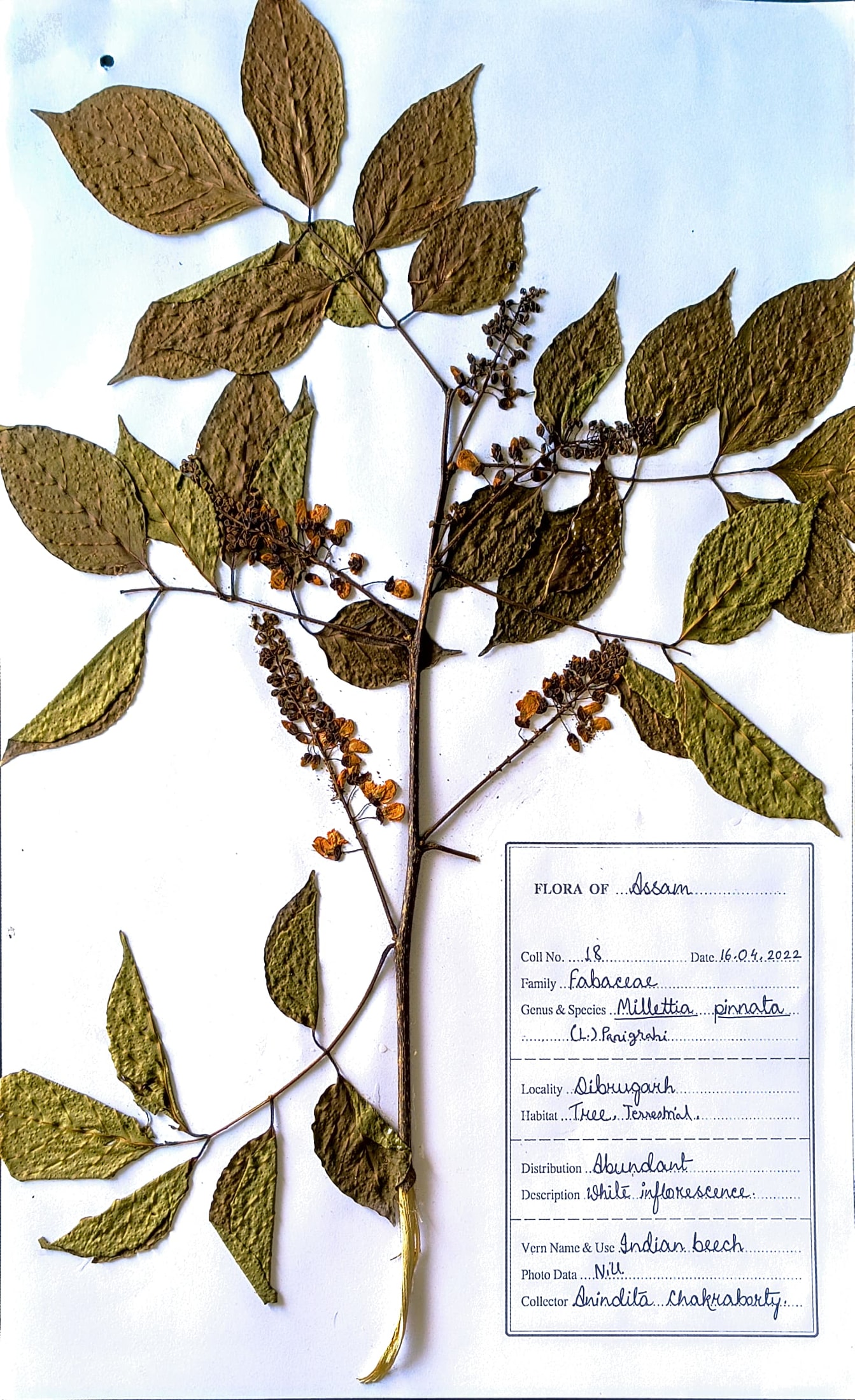 Millettia pinnata (L.) Panigrahi.