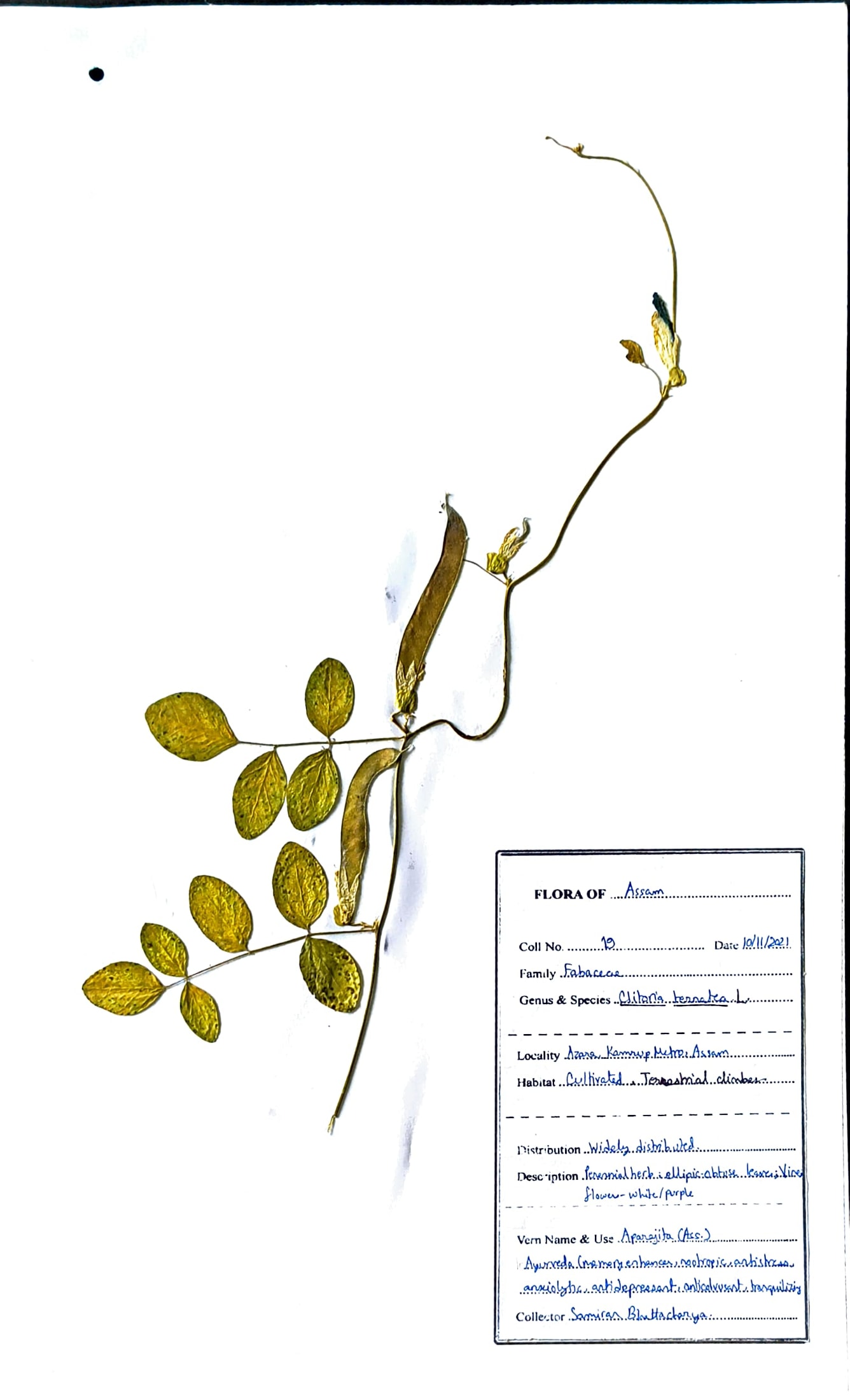 Clitoria terratea L.