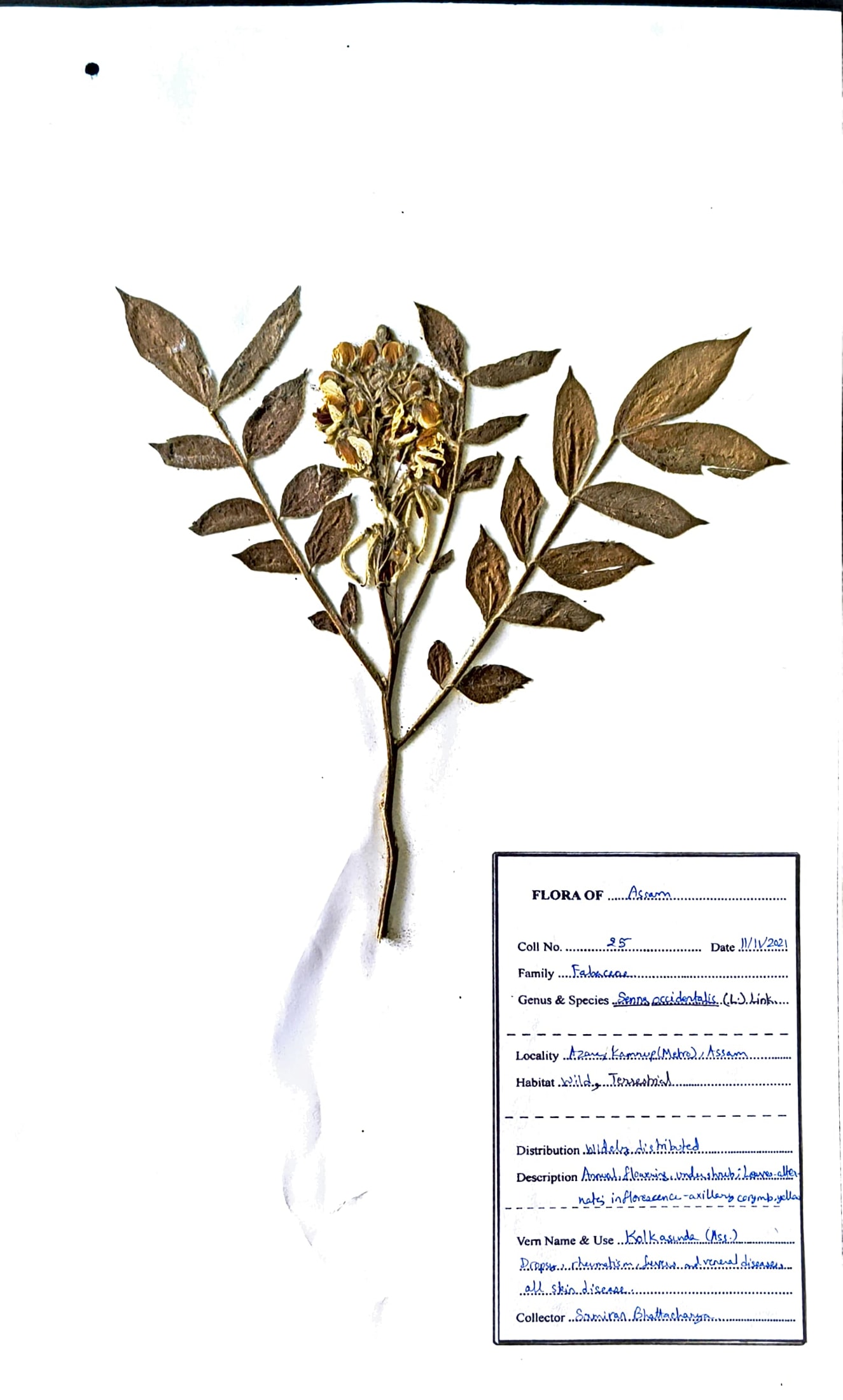Senna occidentalis (L.) Link.