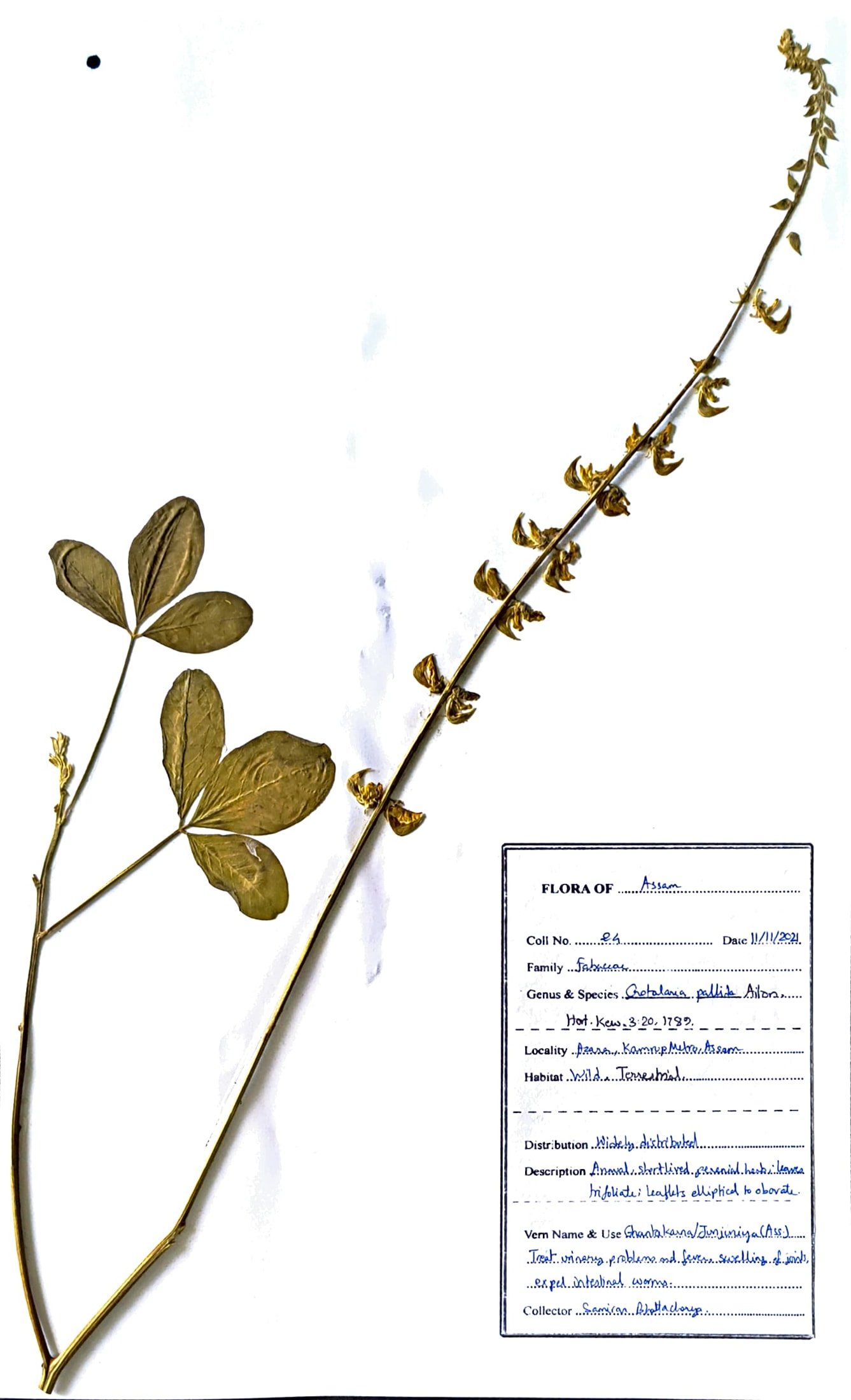 Crotolaria pallida Aiton.