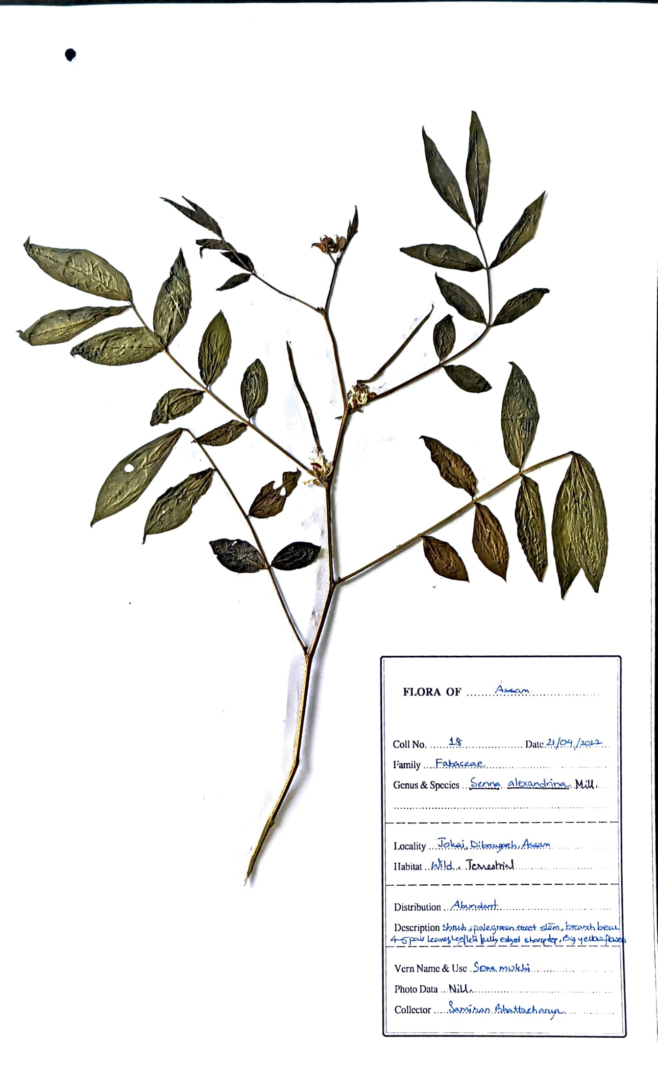 Senna alexandrina Mill.