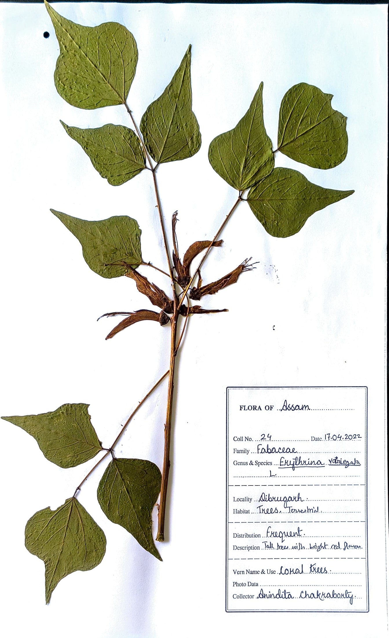 Erythrina variegata L.