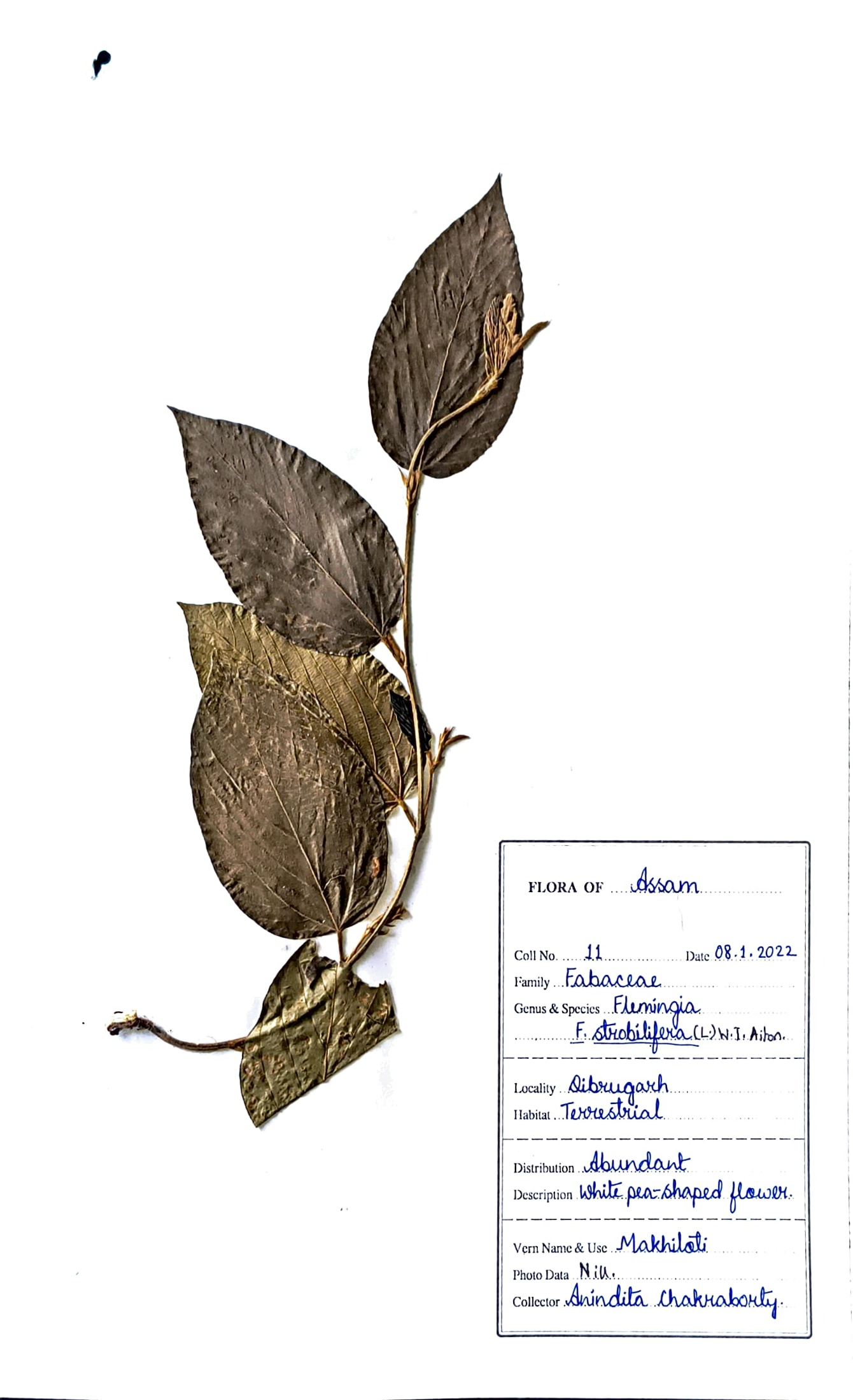 Flemingia strobilifera (L.) W.I. Aiton.