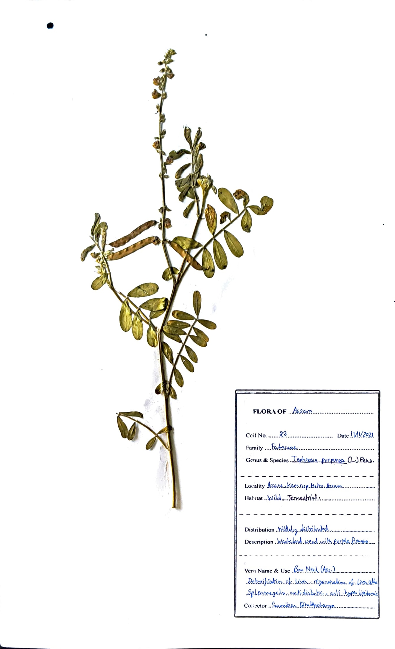 Tephrosia purpurea (L.) Pers.