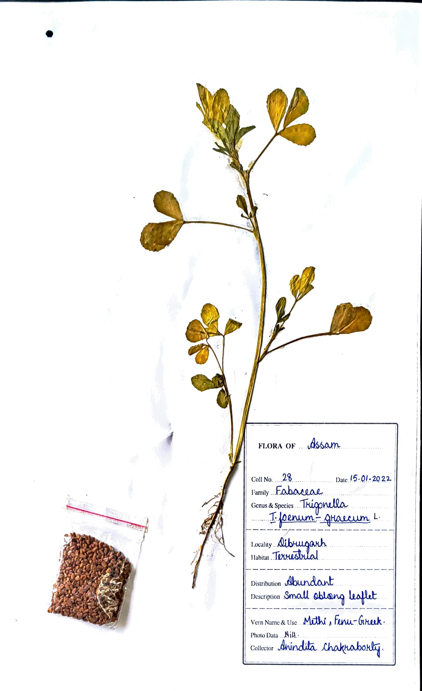 Trigonella foenum-graecum L.