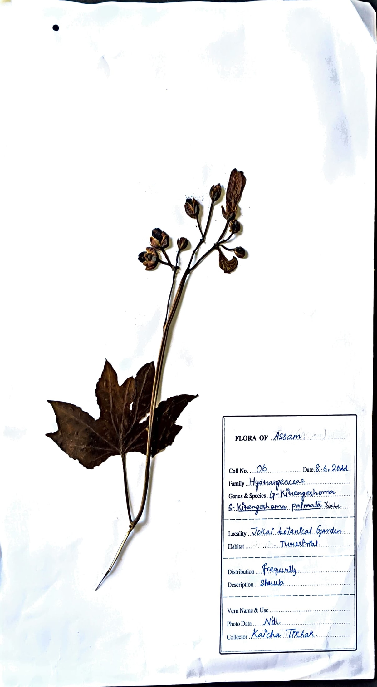 Kirengeshoma palmata Yatabe.
