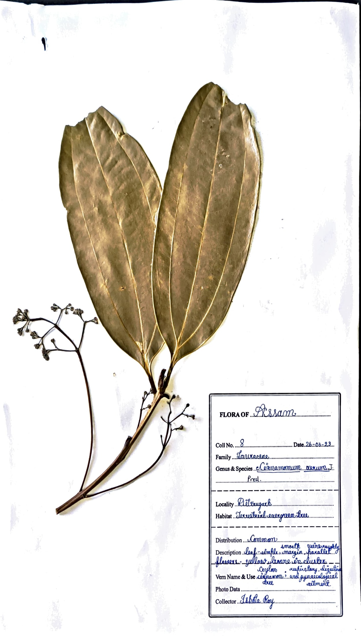 Cinnamomum verum J. Presl.