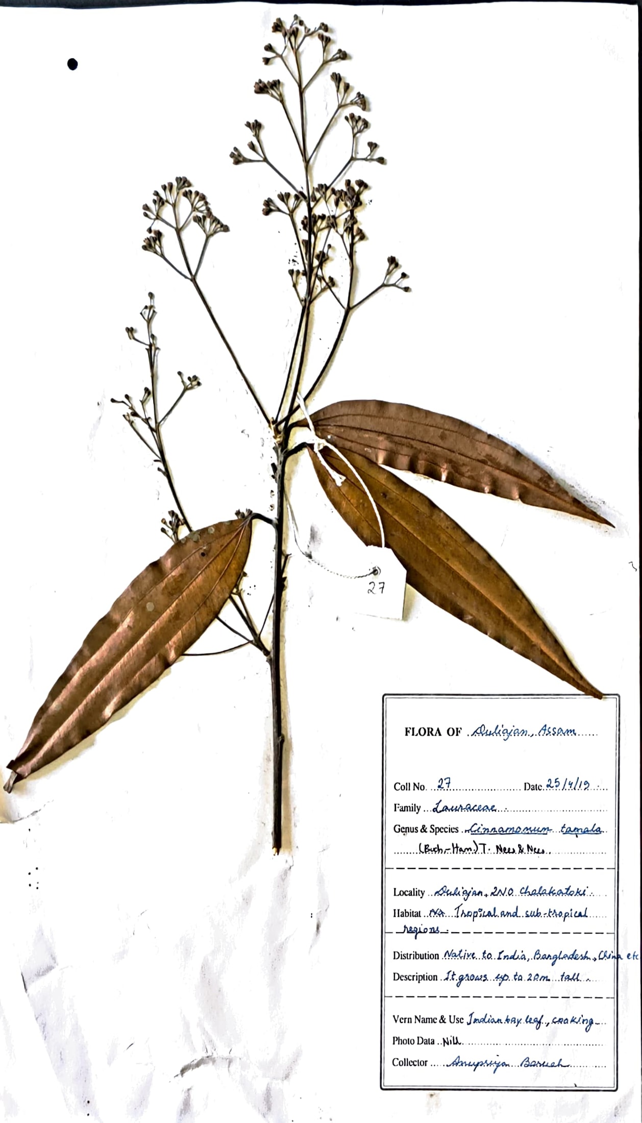 Cinnamomum tamala (Buch.-Ham.) T. Nees & Eberm.