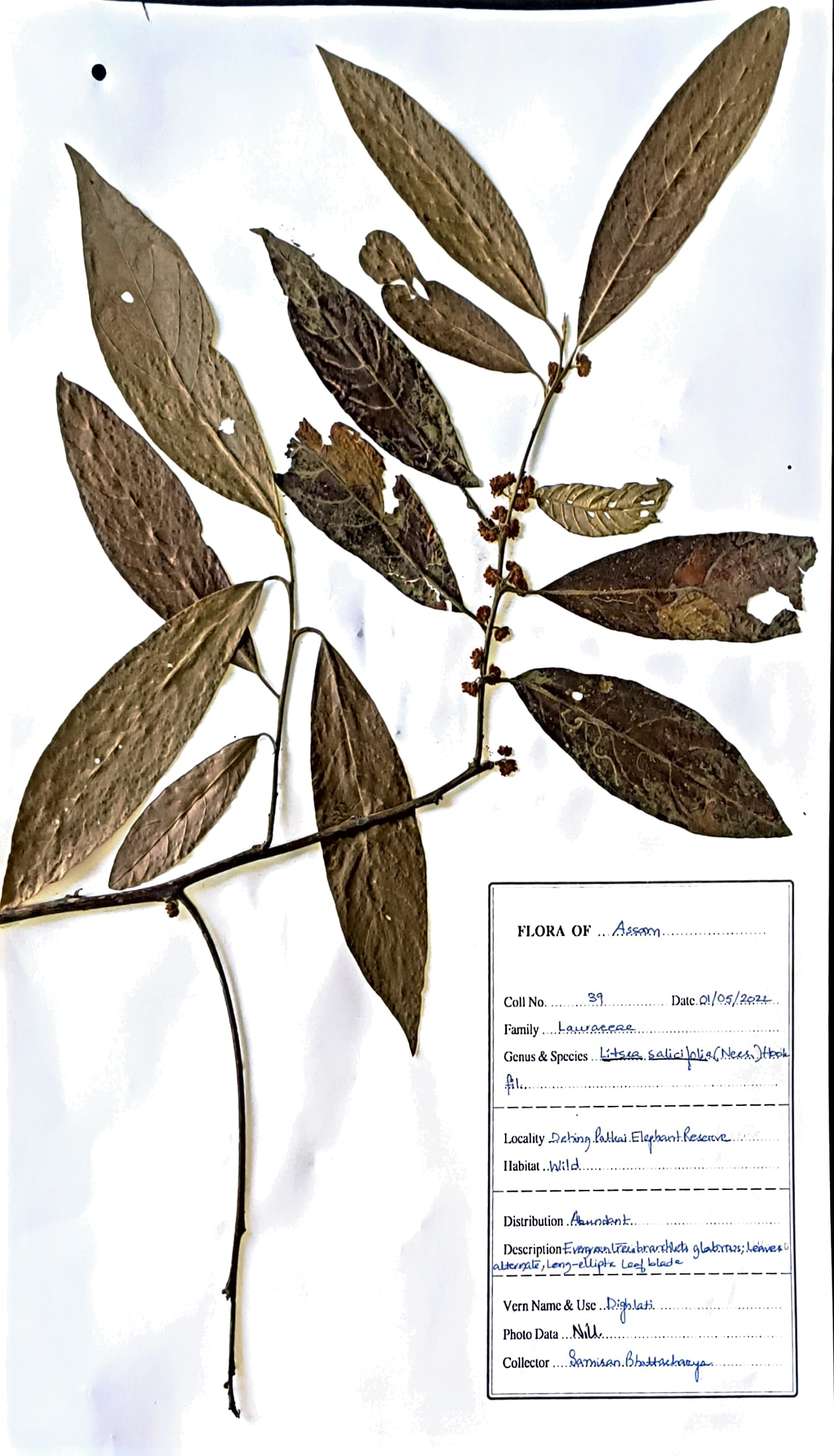 Litsea salicifolia (Nees) Hook.fil.