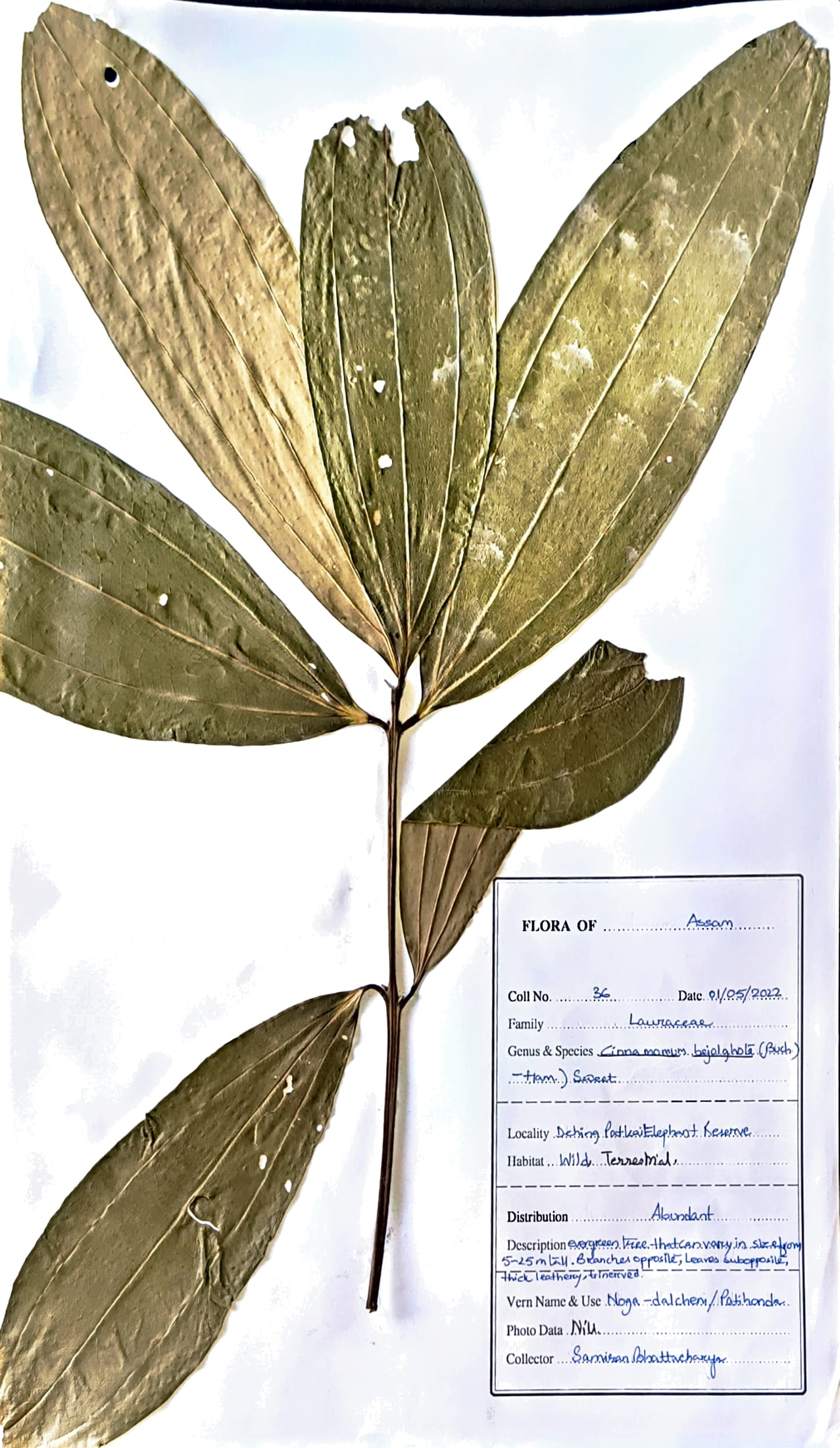 Cinnamomum bejolghota (Buch.-Ham.) Sweet