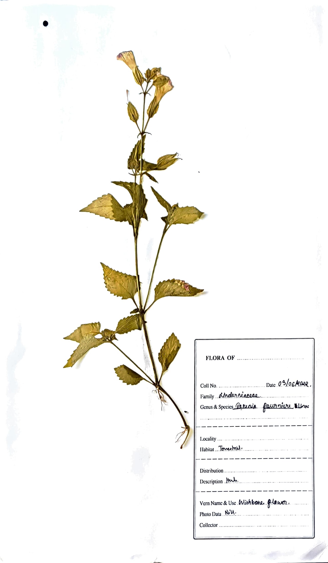 Torenia fournieri Linden ex. E.Fourn