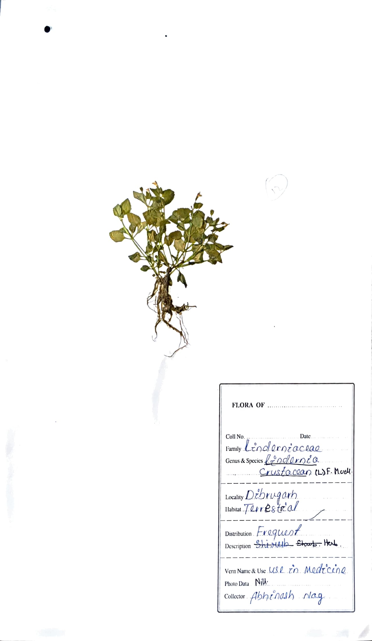 Lindernia crustacea (L.) F. muell.