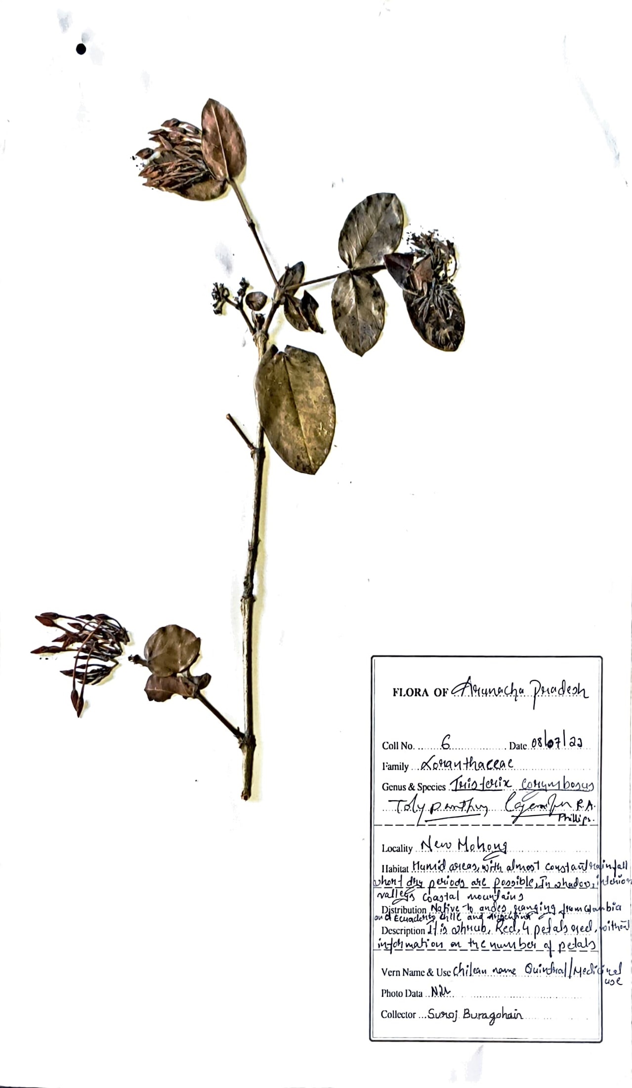 Tristerix corymbosus (L.)Kuijt