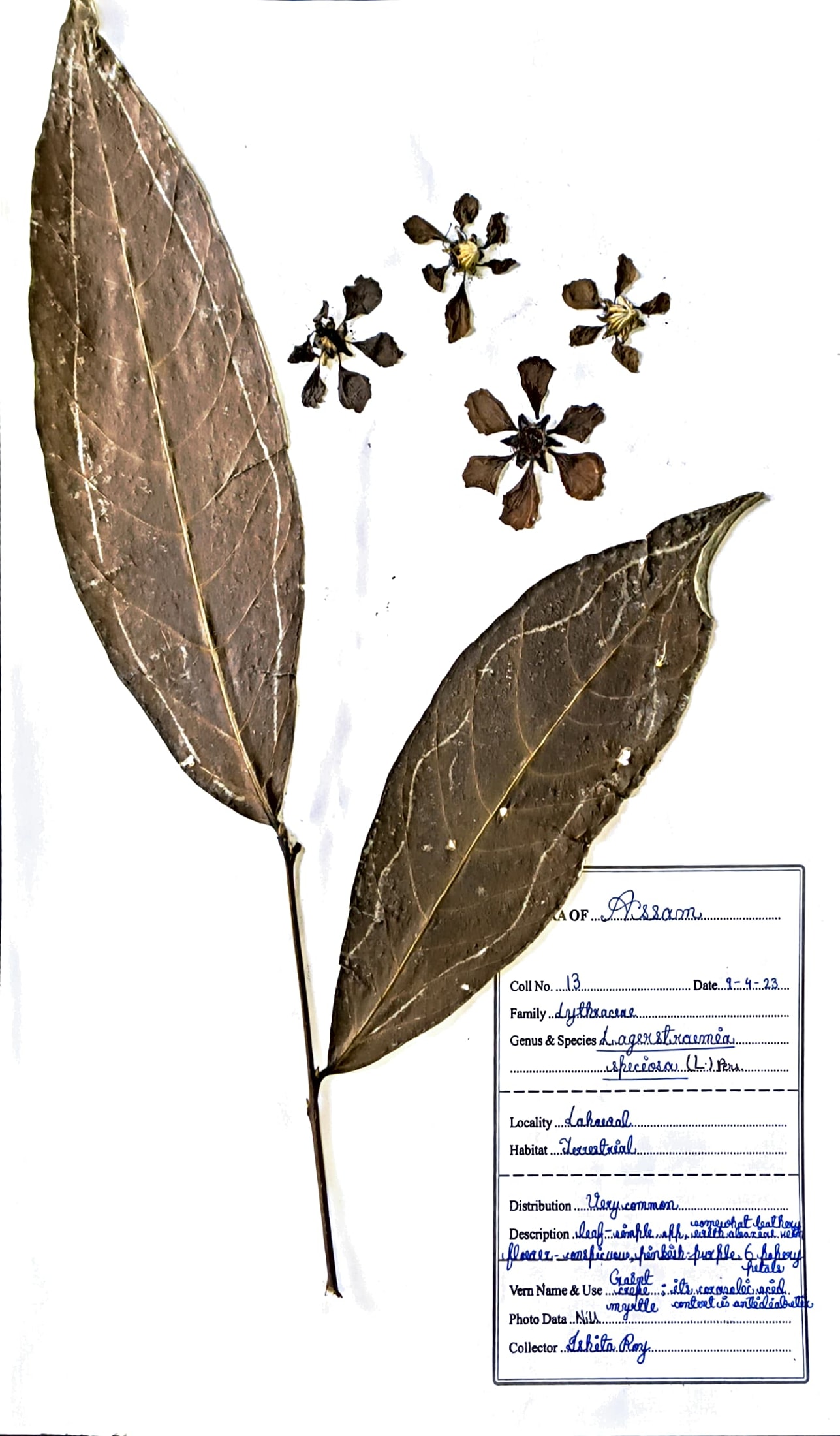 Lagerstroemia speciosa (L.)Pers.