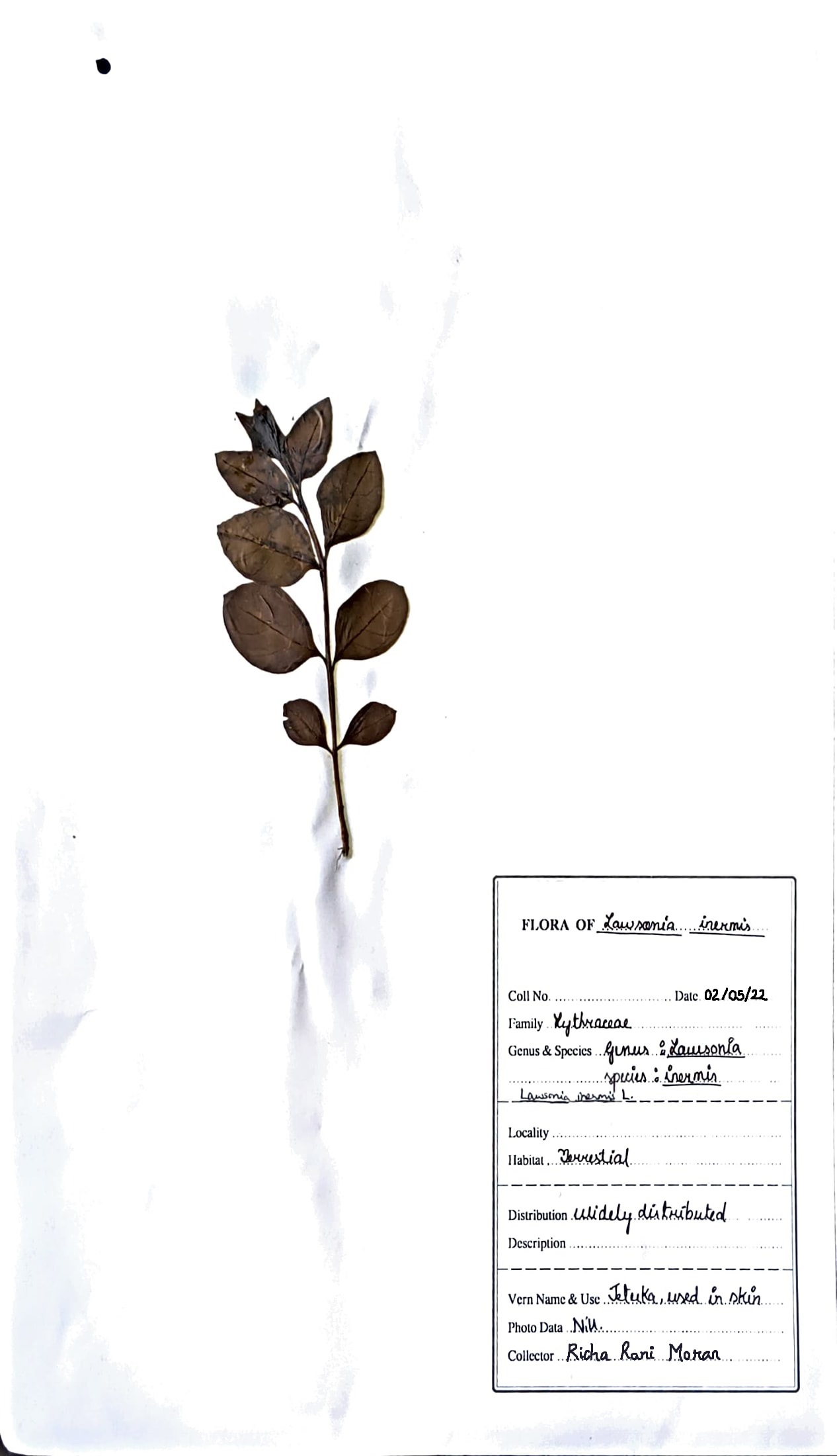 Lawsonia inermis L.