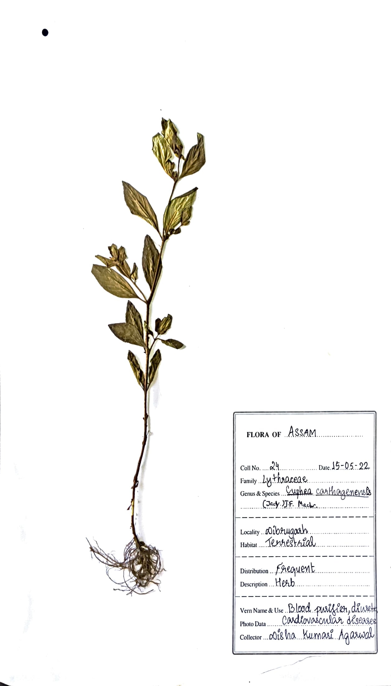 Cuphea carthagenensis (Jacq.)J.F. Macbr.