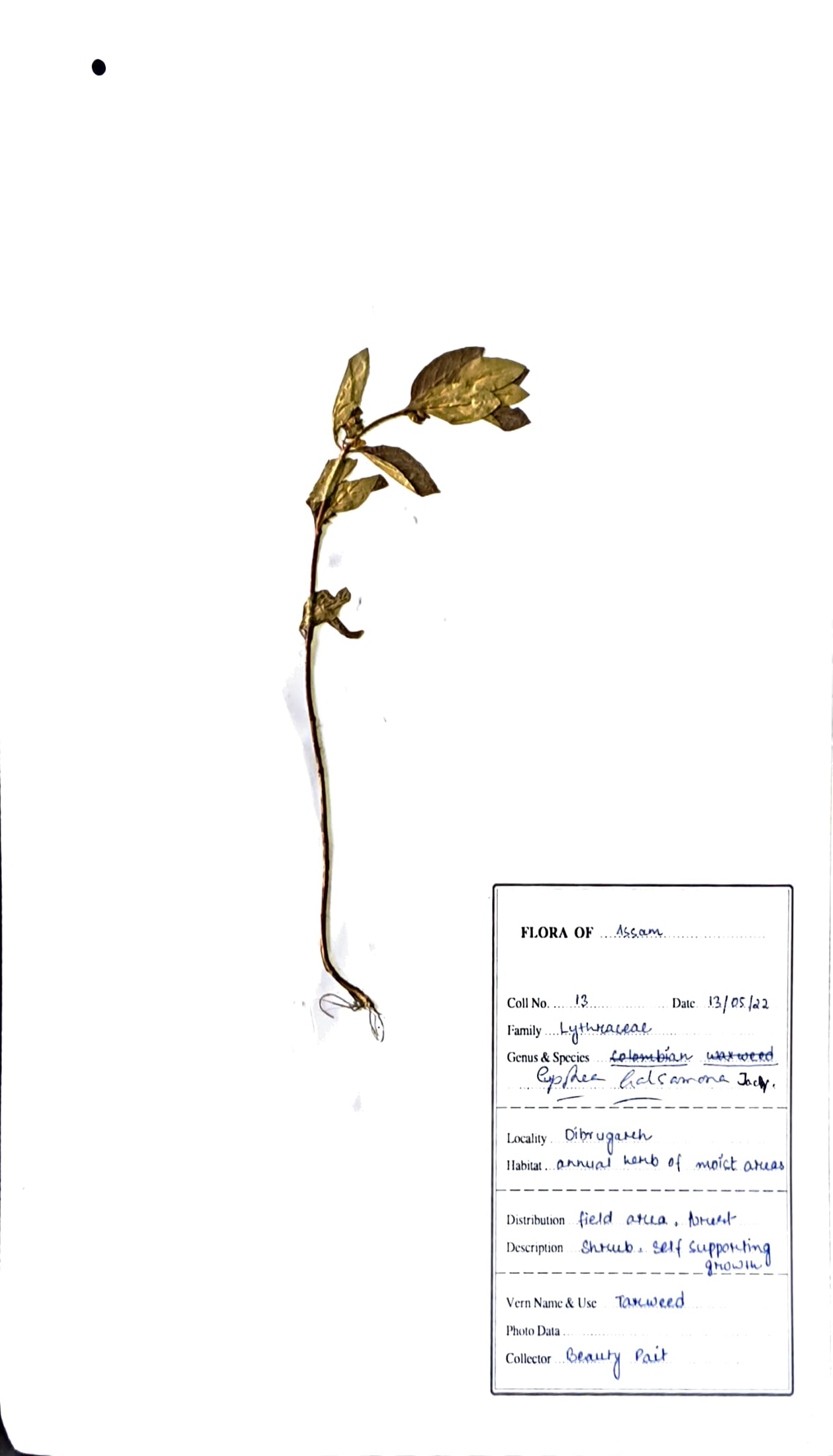 Cuphea balsamina L.
