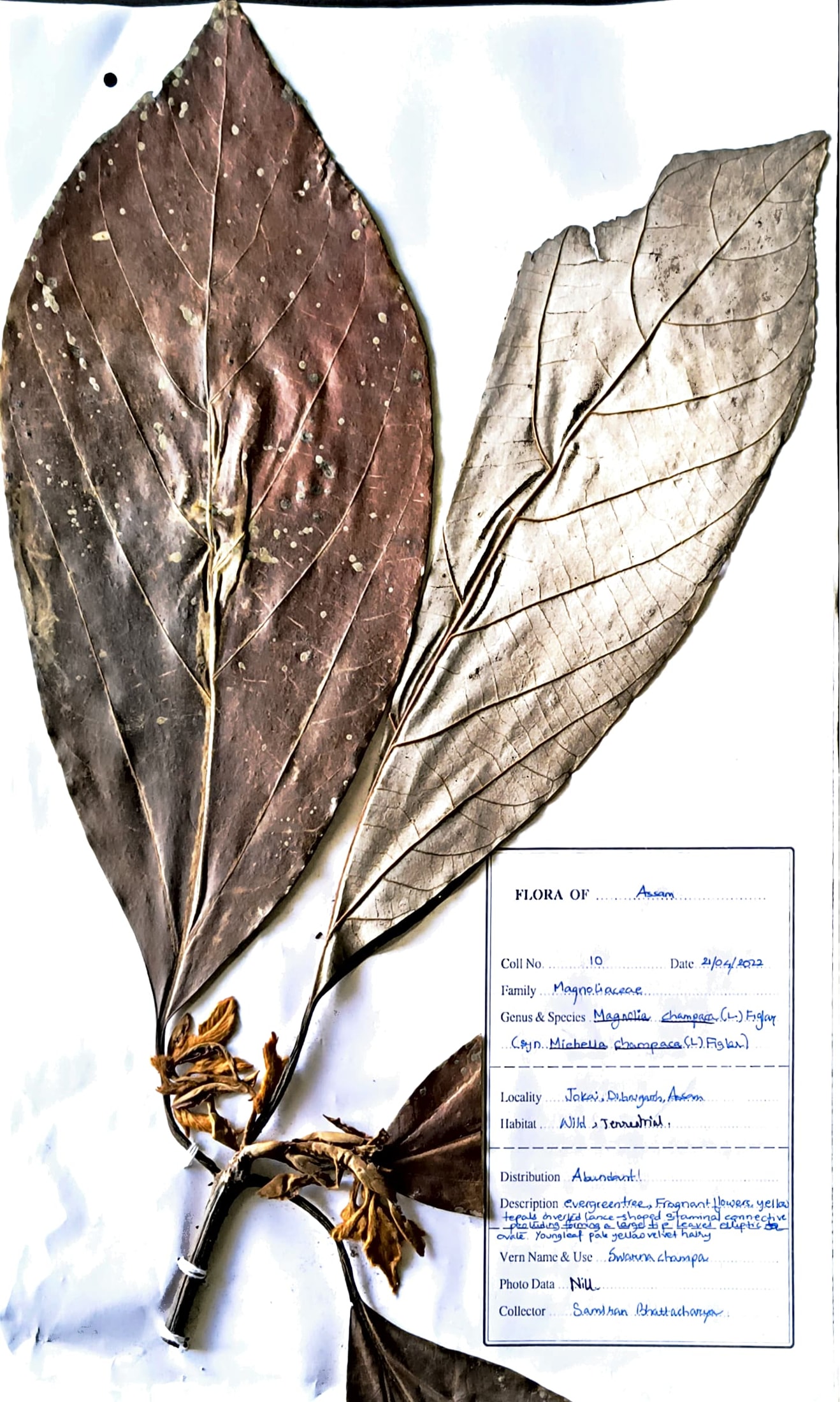 Magnolia champaca (L.)Figlar