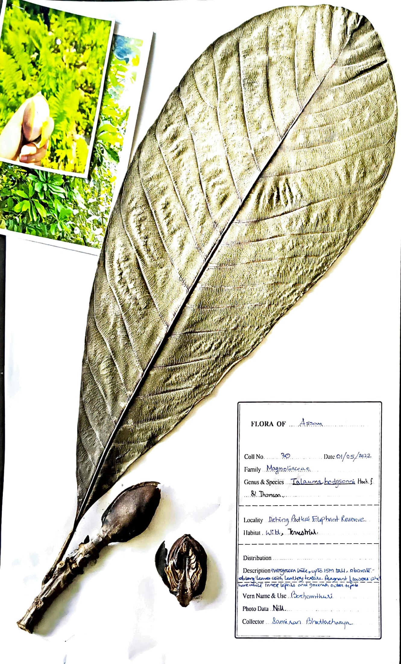 Talauma hodgsonii Hook.f. & Thomson