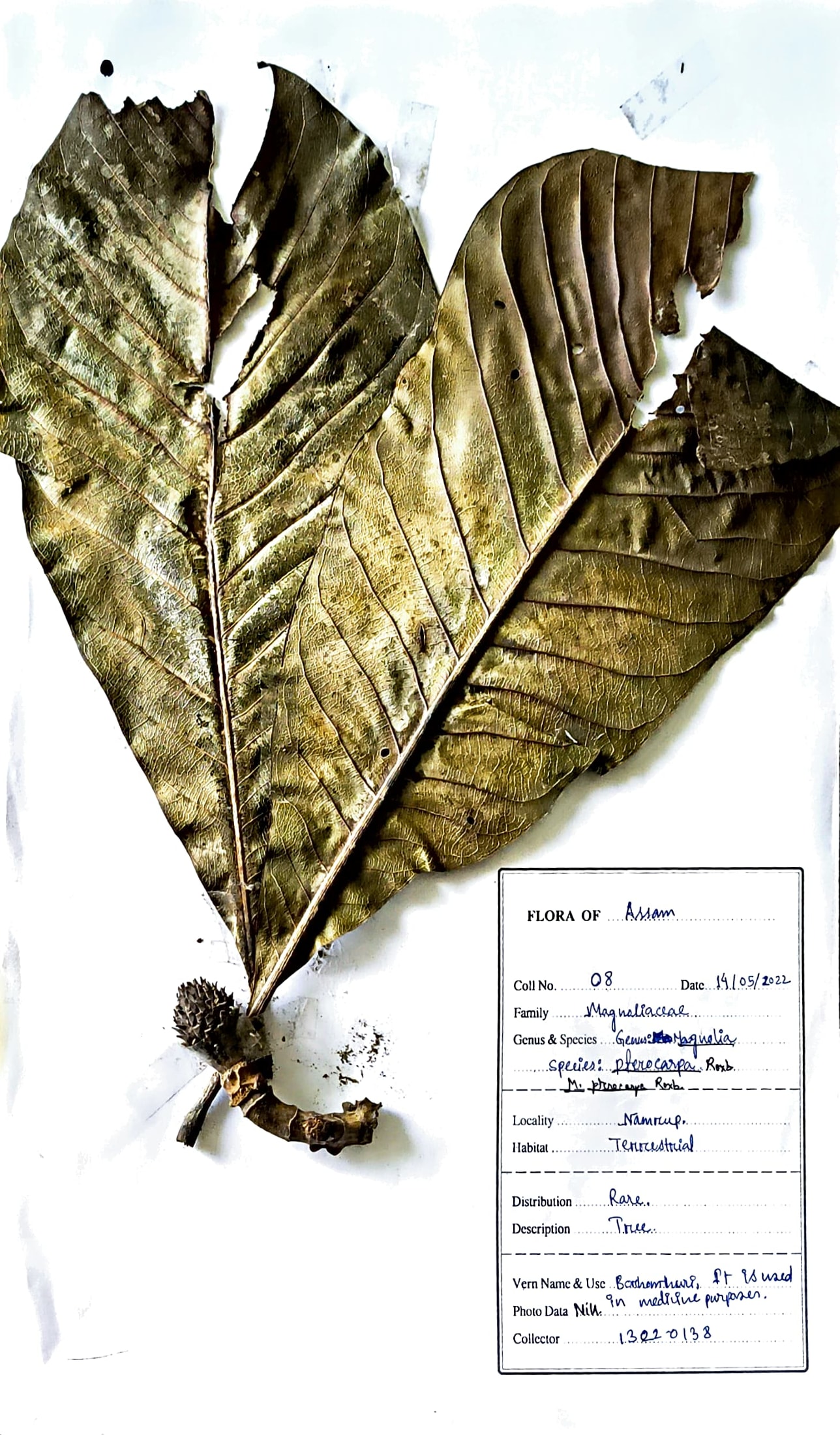 Magnolia pterocarpa Roxb.