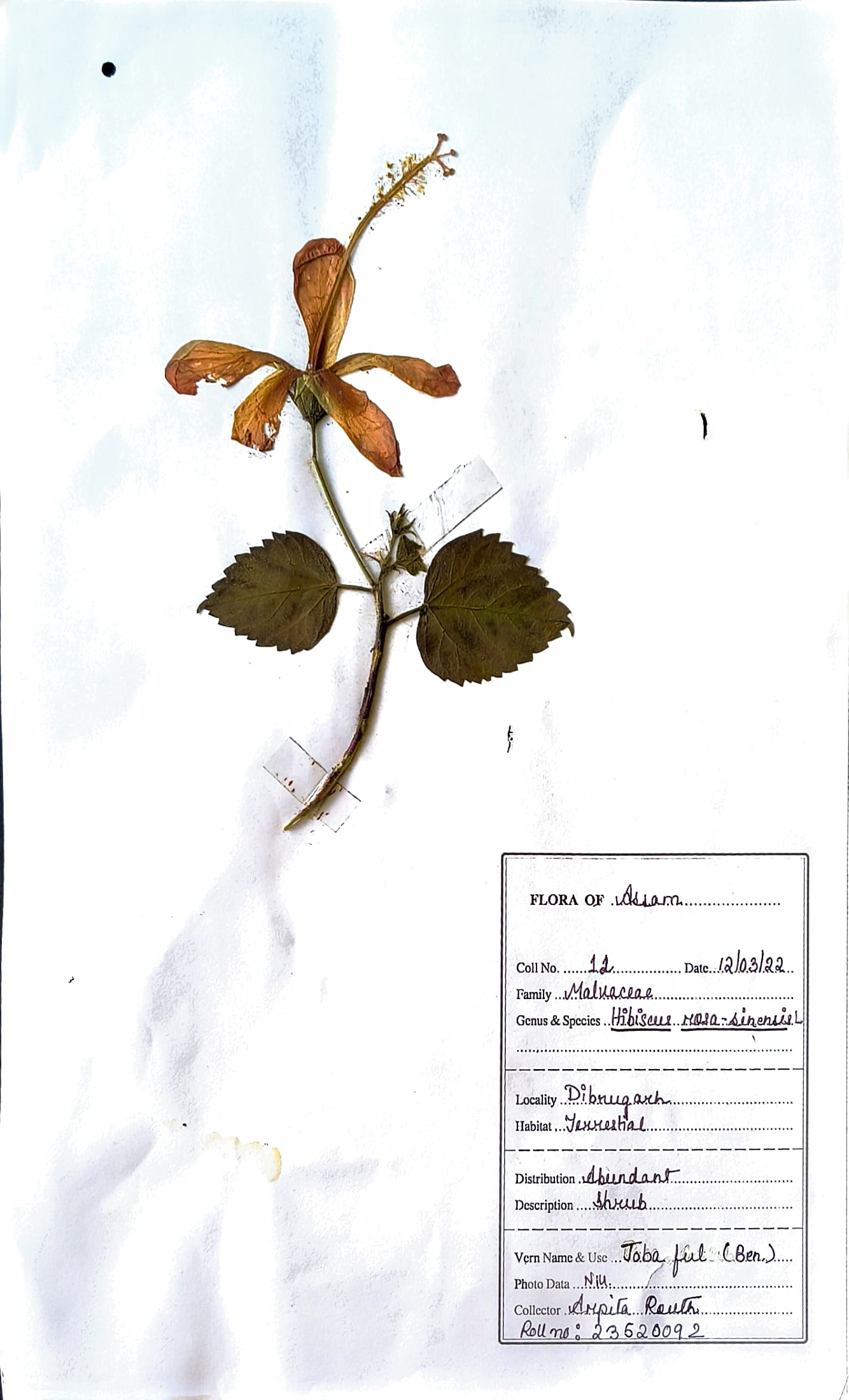 Hibiscus rosa-sinensis L.
