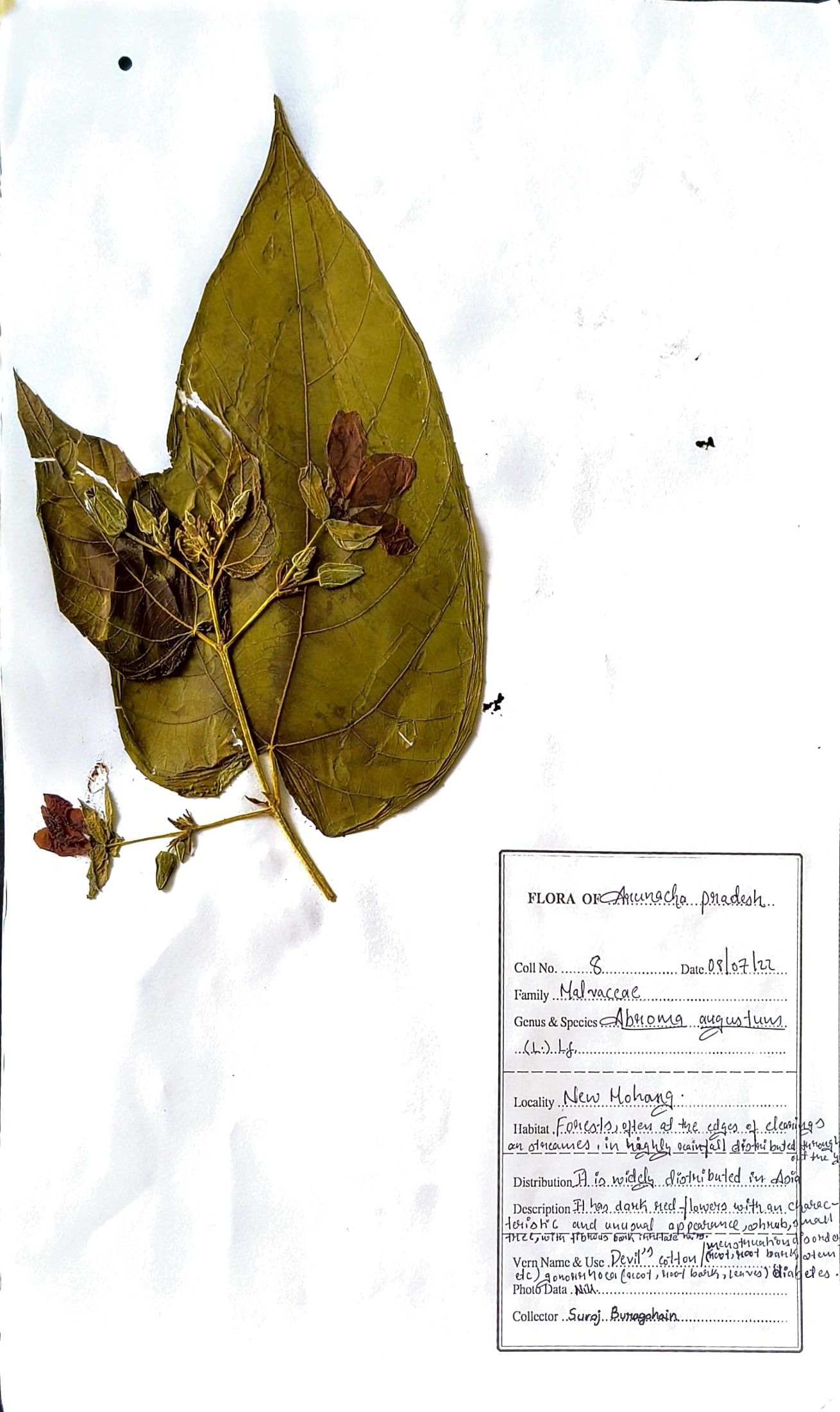 Abroma augustum (L.) L.f.