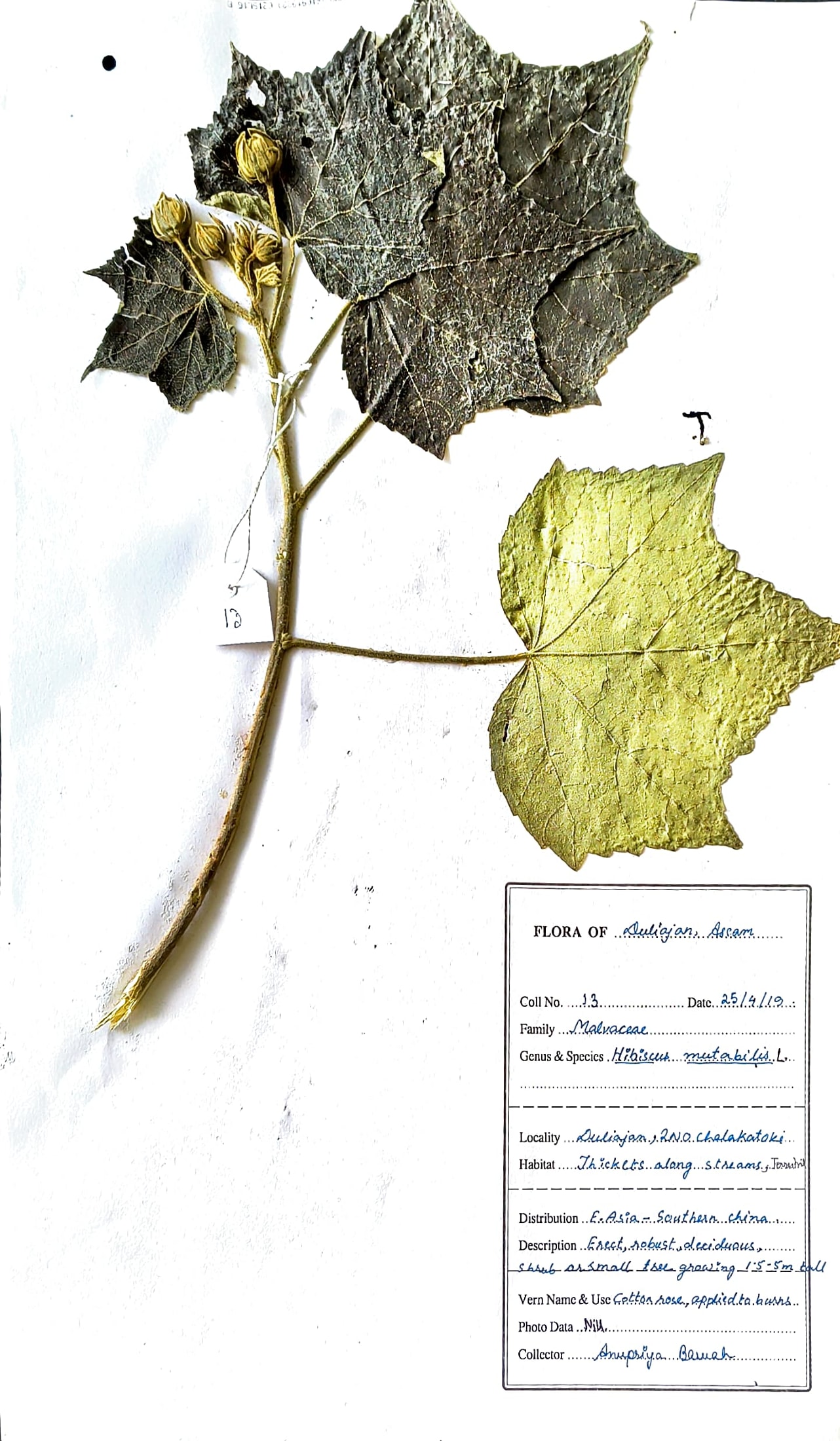 Hibiscus mutabilis