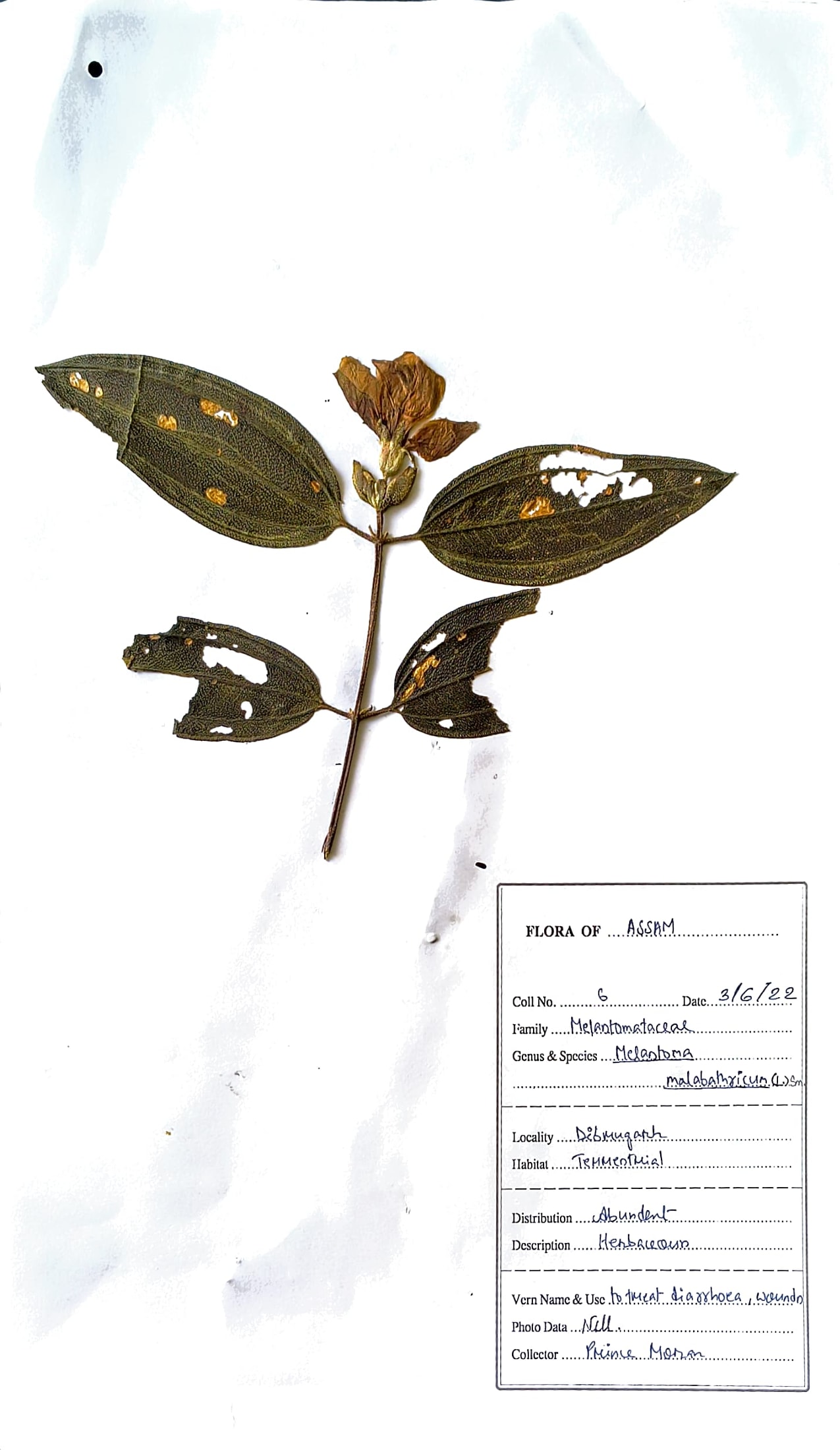 Melastoma malabathricum (L.) Smith