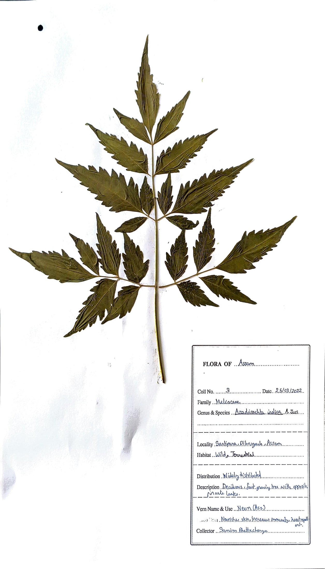 Azadirachta indica A. Juss.