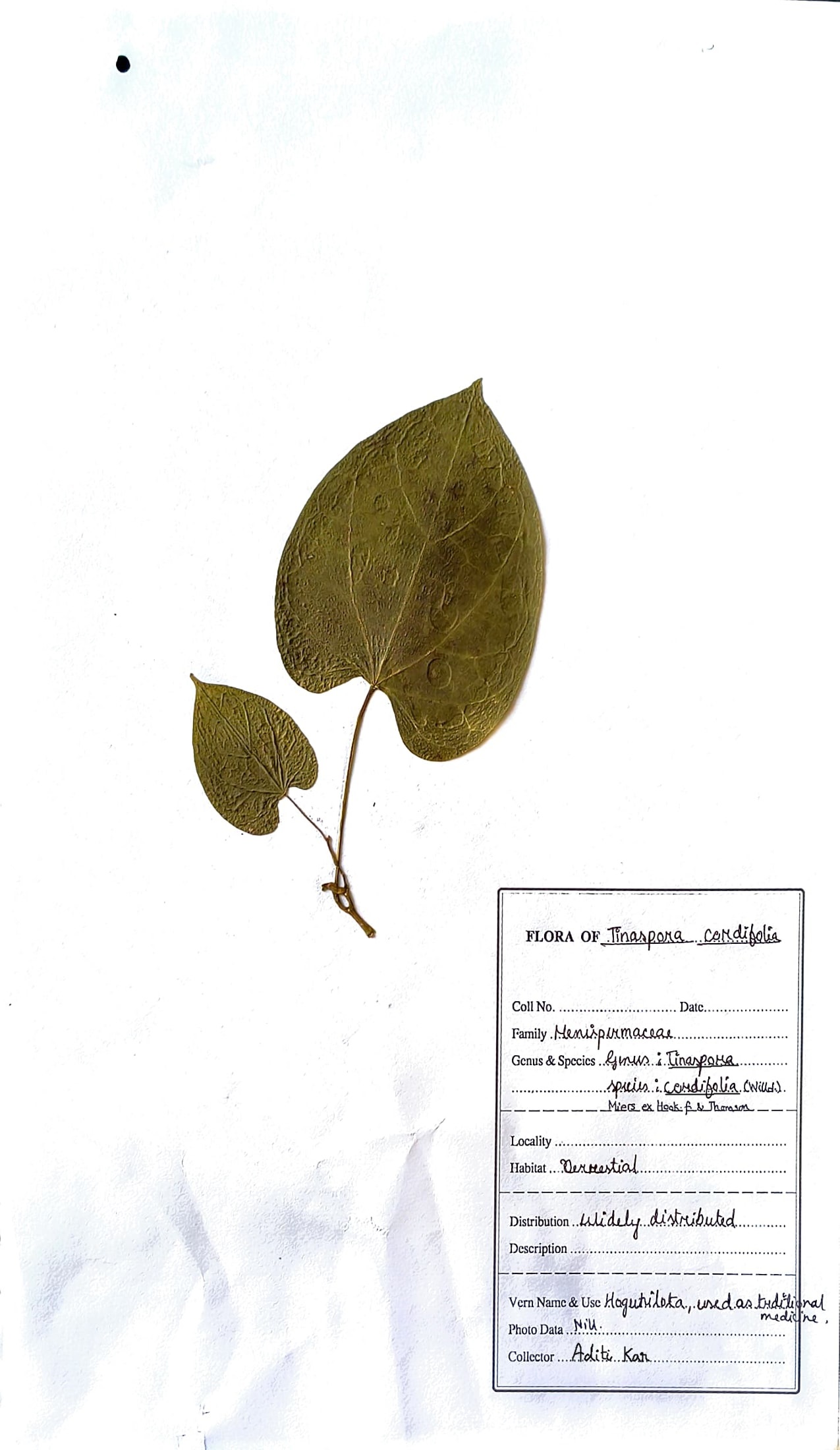 Tinospora cordifolia (Willd.) Miers. ex Hook.f. & Thomson
