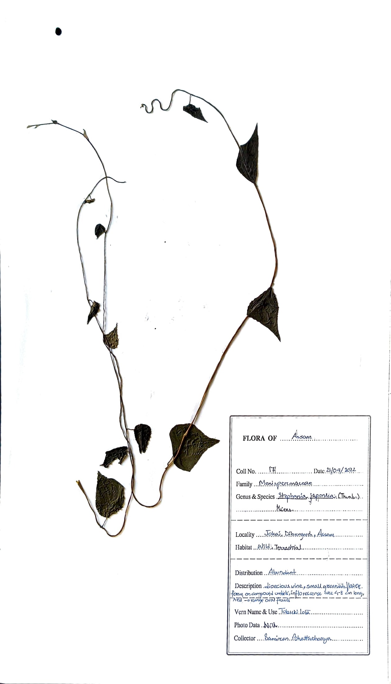 Stephania japonica (Thunb.) Miers.