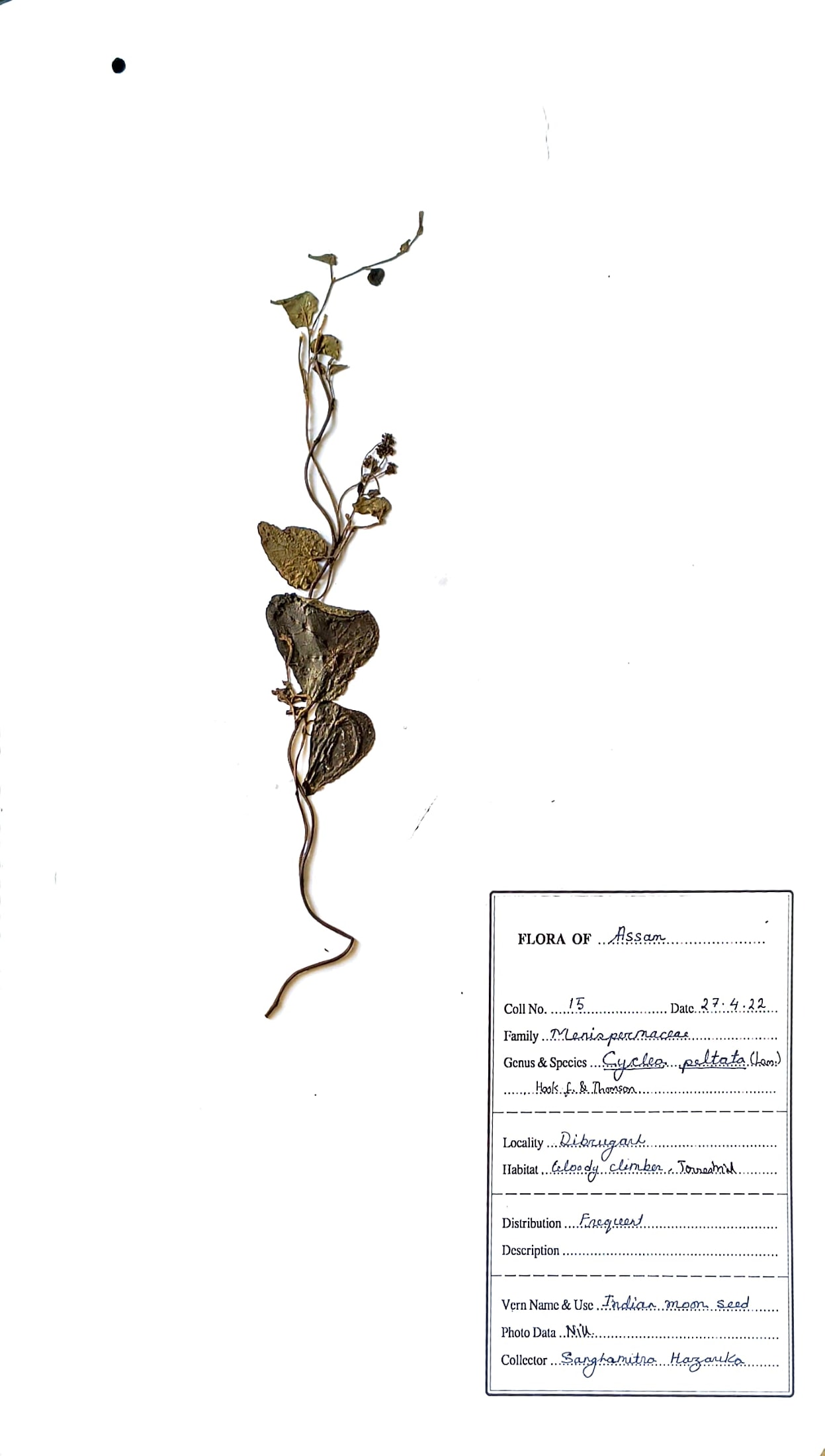 Cyclea peltata (Lam.) Hook.f. & Thomson